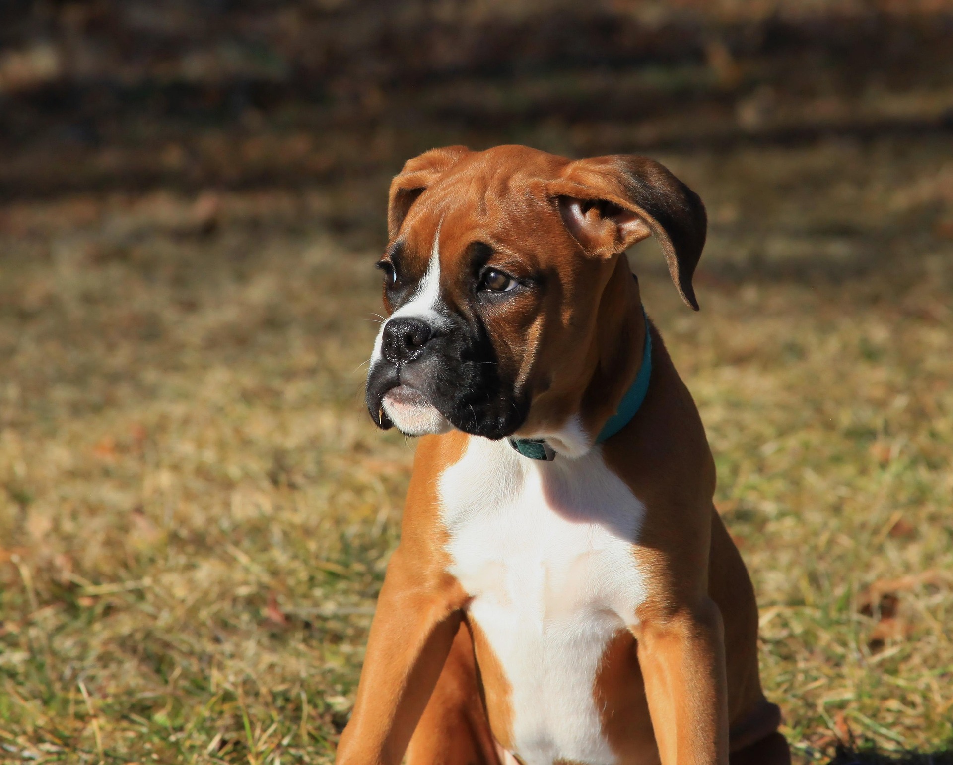 The Top 10 Traits That Make Boxer Dogs Unique 8 The Top 10 Traits That Make Boxer Dogs Unique 8