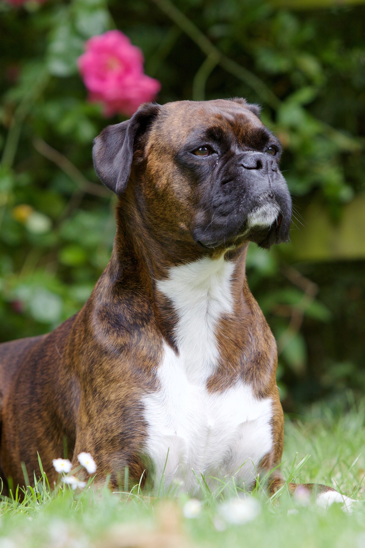 Understanding Your Boxer Dog’s Playful Personality 9 Understanding Your Boxer Dog’s Playful Personality 9