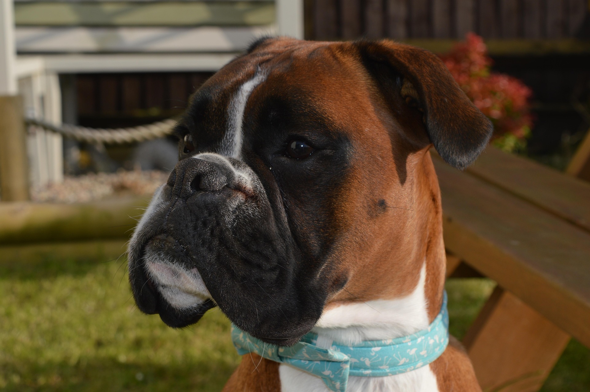 How to Train Your Boxer Dog to Be a Good Watchdog 9 How to Train Your Boxer Dog to Be a Good Watchdog 9