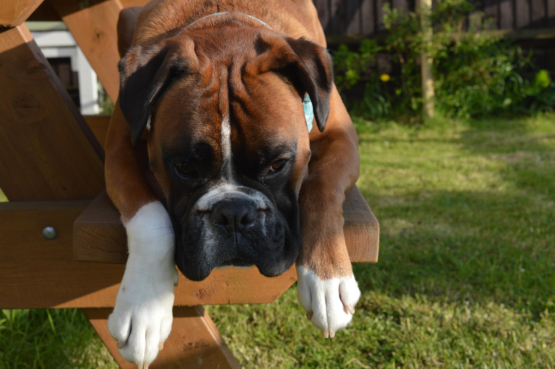 How to Train Your Boxer Dog to Be a Good Watchdog 10 How to Train Your Boxer Dog to Be a Good Watchdog 10