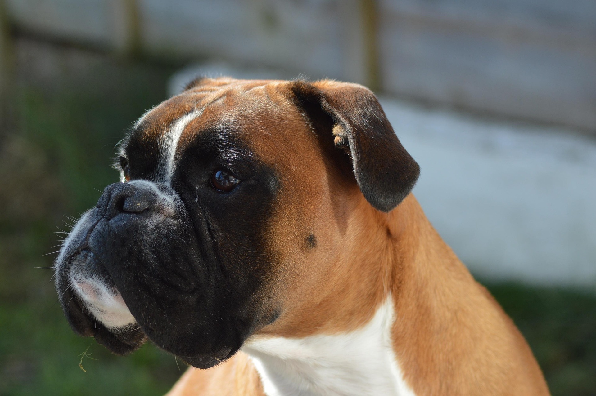 How to Train Your Boxer Dog to Be a Good Watchdog 11 How to Train Your Boxer Dog to Be a Good Watchdog 11