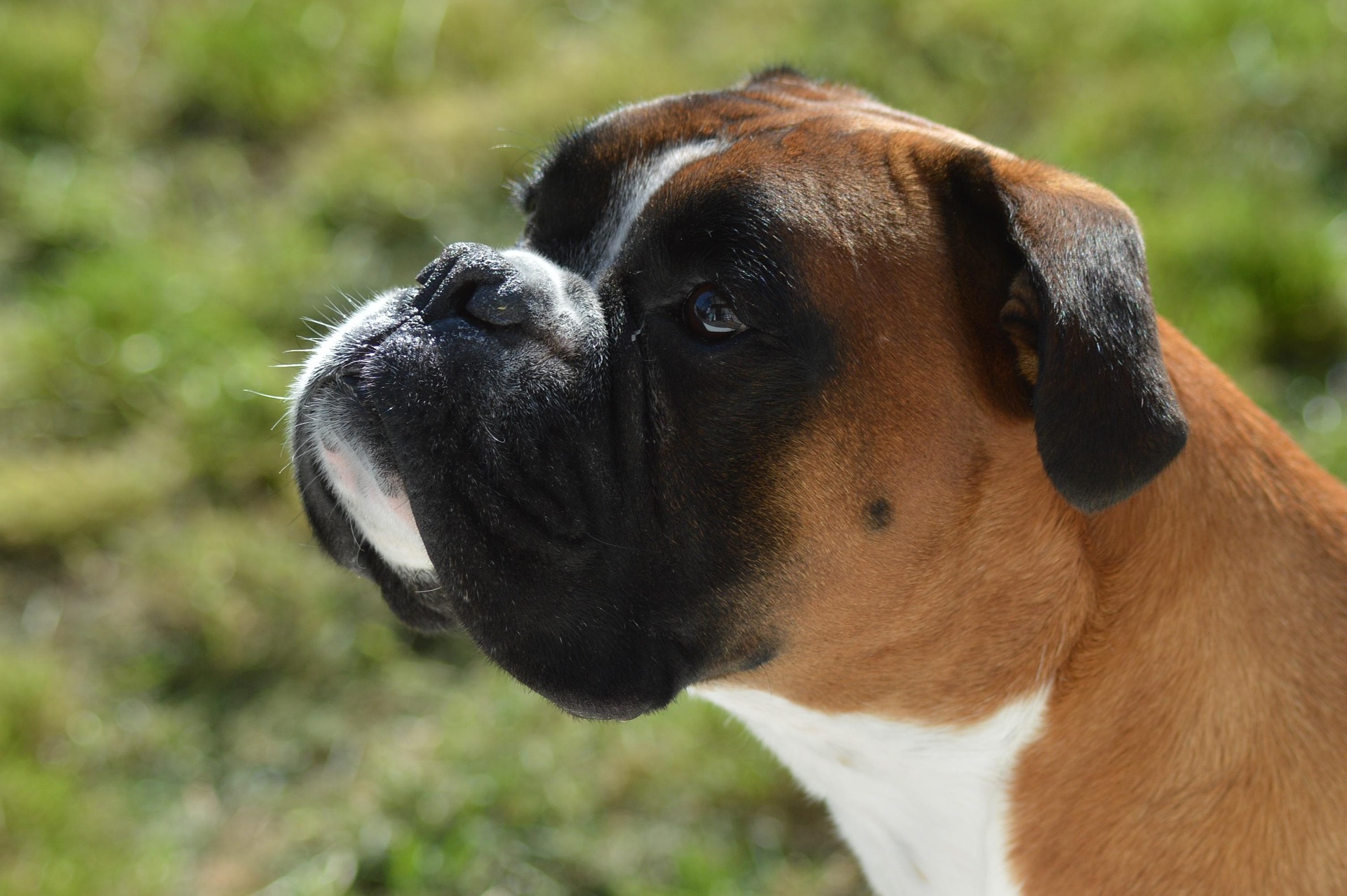 The Most Adorable Boxer Dog Breeds Mixes 55