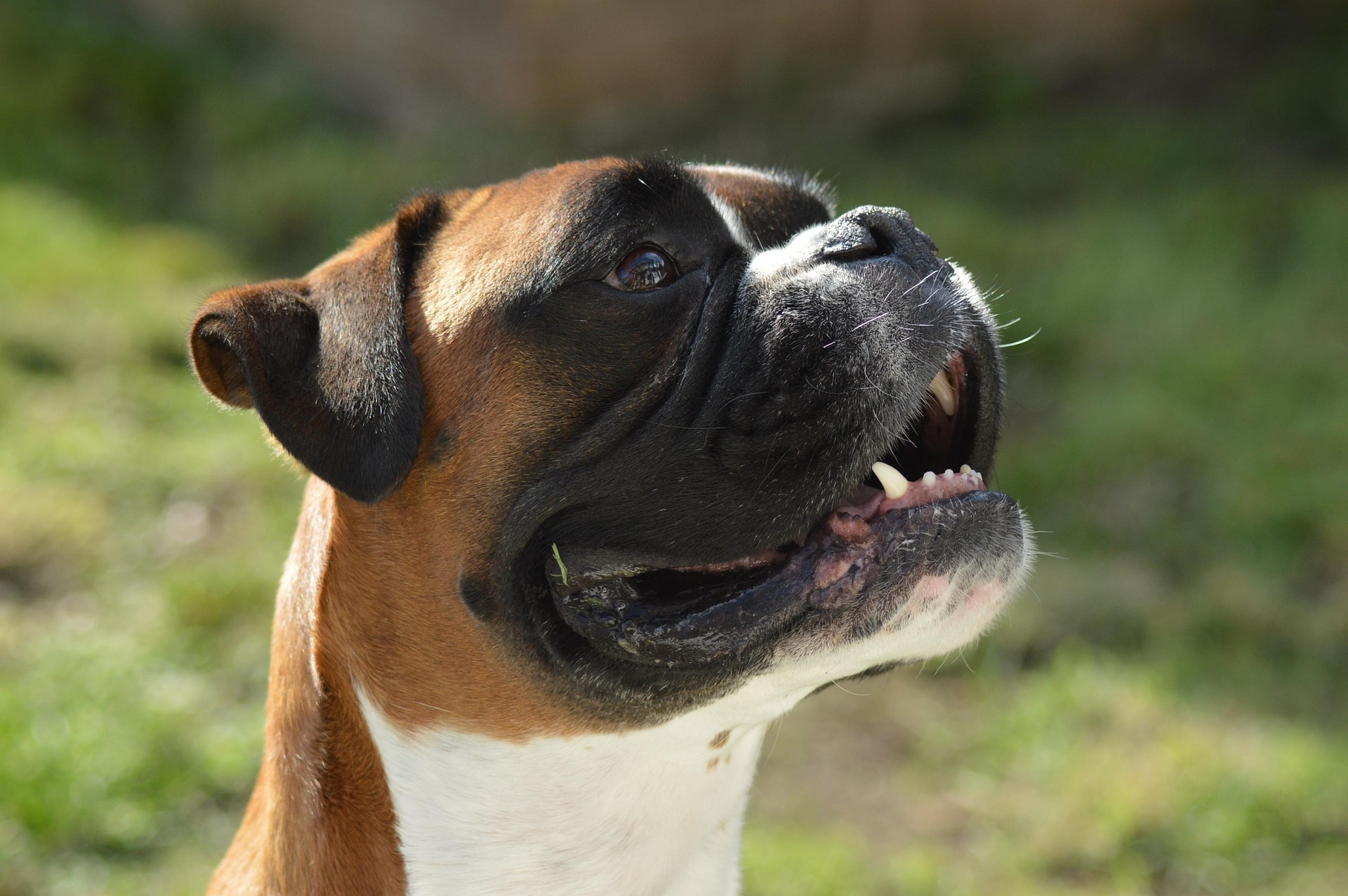 The Most Adorable Boxer Dog Breeds Mixes 8