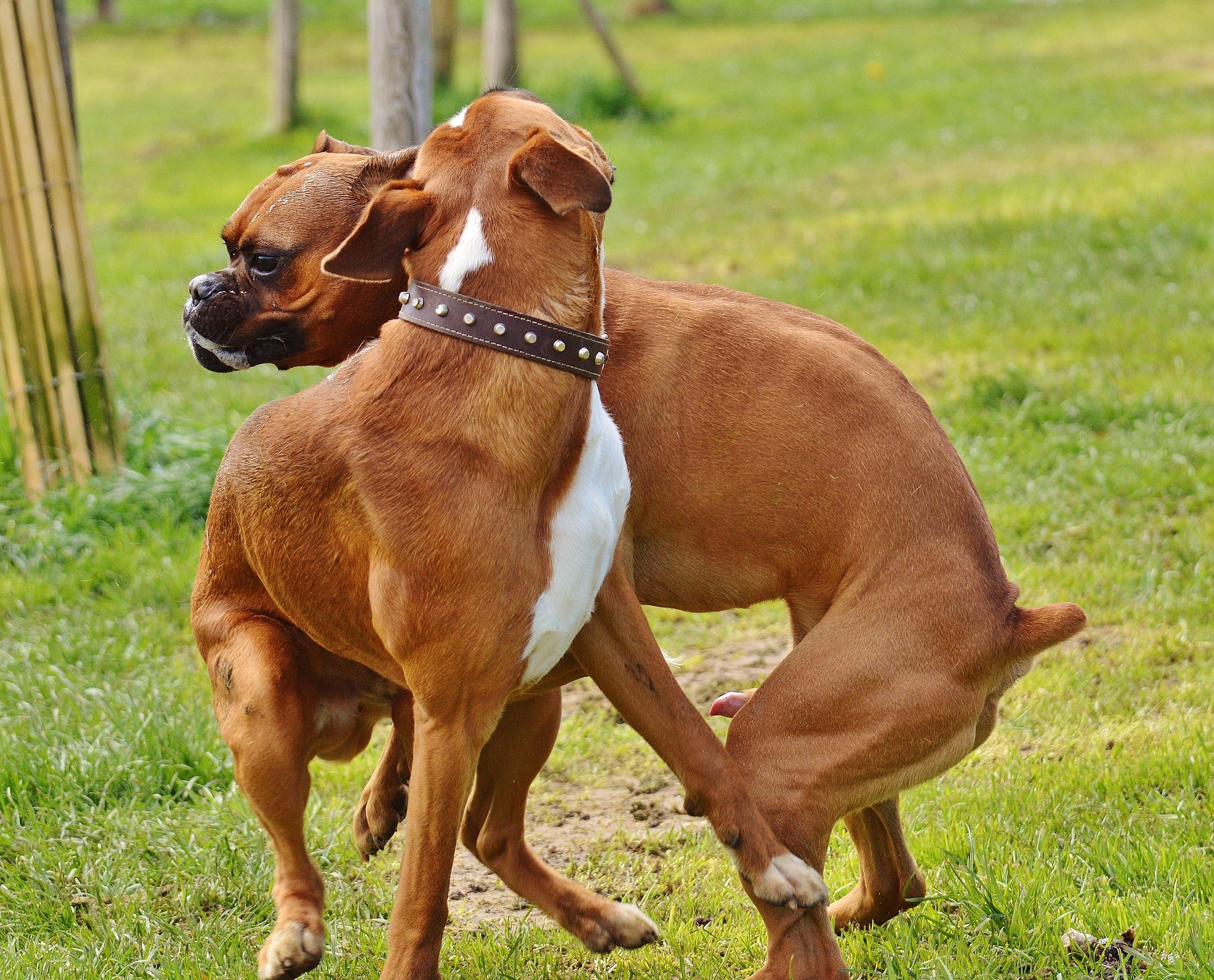 How to Recognize if Your Boxer Dog Is Stressed or Anxious 9