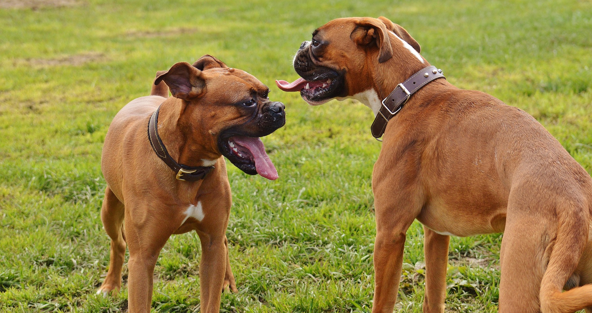 The Ultimate Guide to Feeding Your Boxer Dog 7