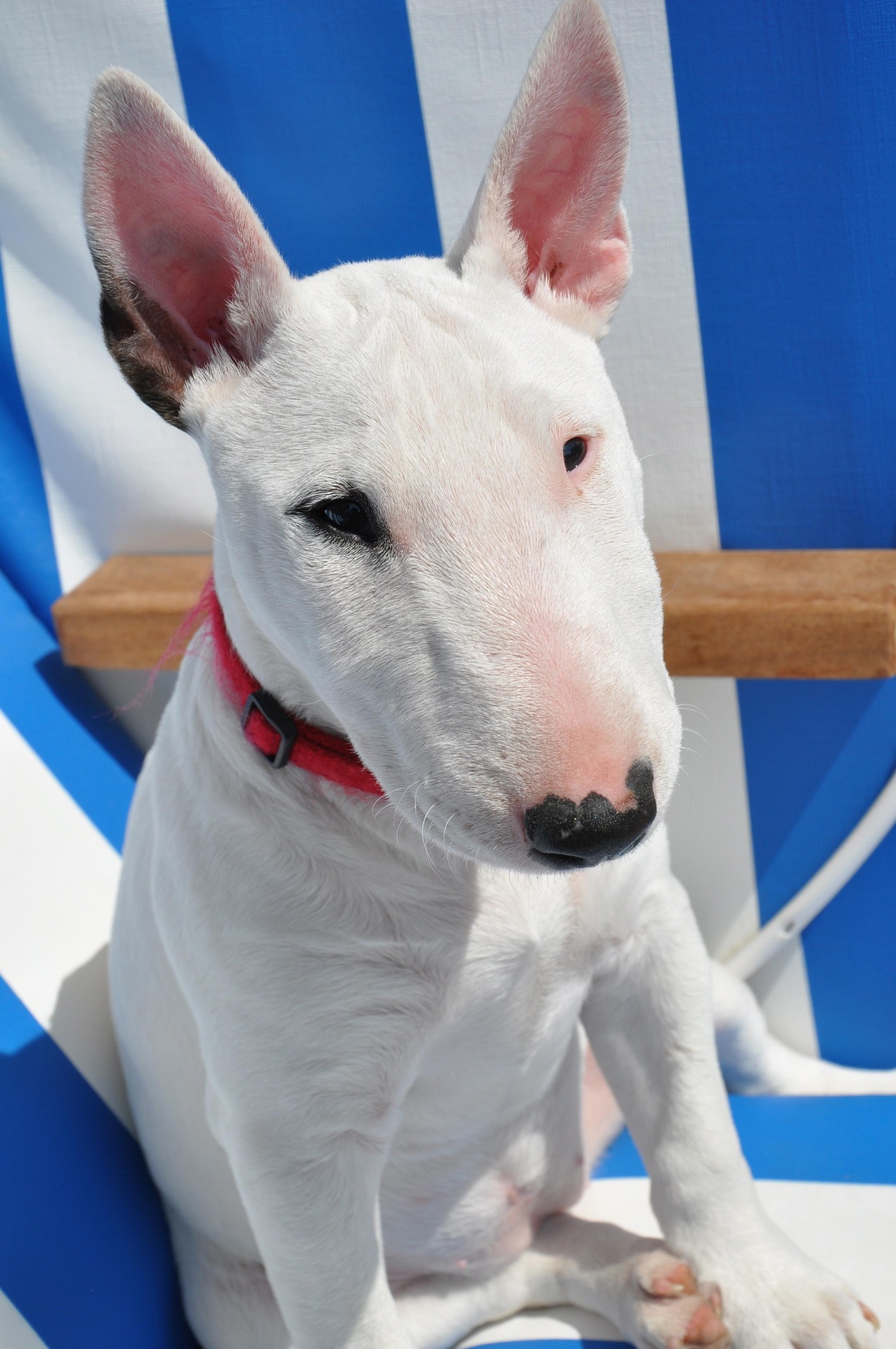 How to Understand Your English Bull Terrier’s Quirky Personality 10 How to Understand Your English Bull Terrier’s Quirky Personality 10