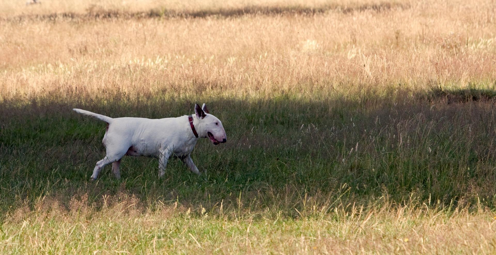 English Bull Terrier Puppies vs Adults: What You Need to Know 9