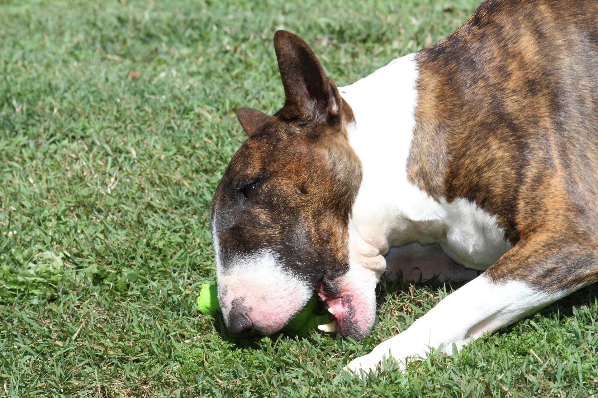 Training Tips for Your Stubborn but Sweet English Bull Terrier 9 Training Tips for Your Stubborn but Sweet English Bull Terrier 9