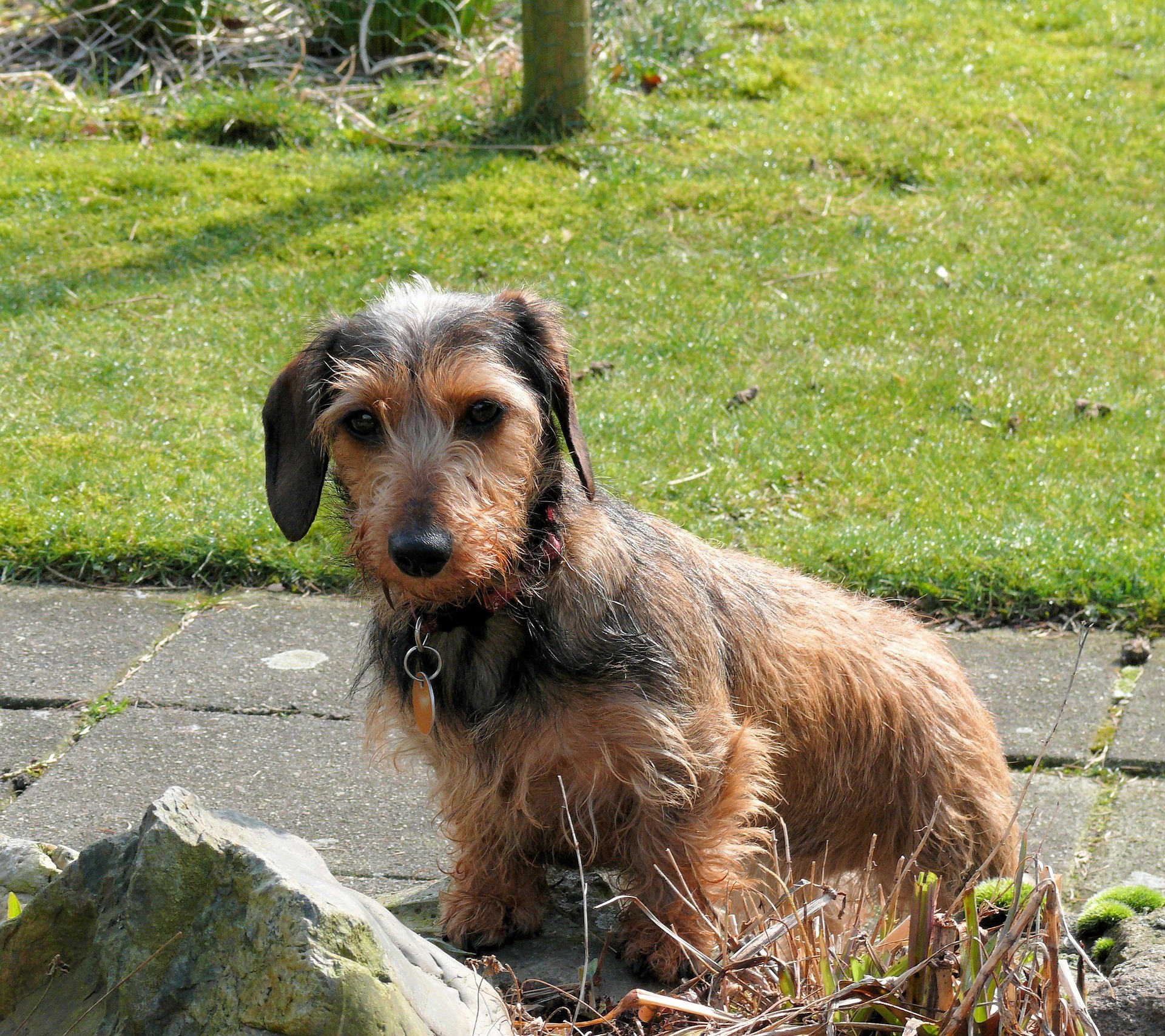 Dachshund Myths vs Facts: What You Should Know 9