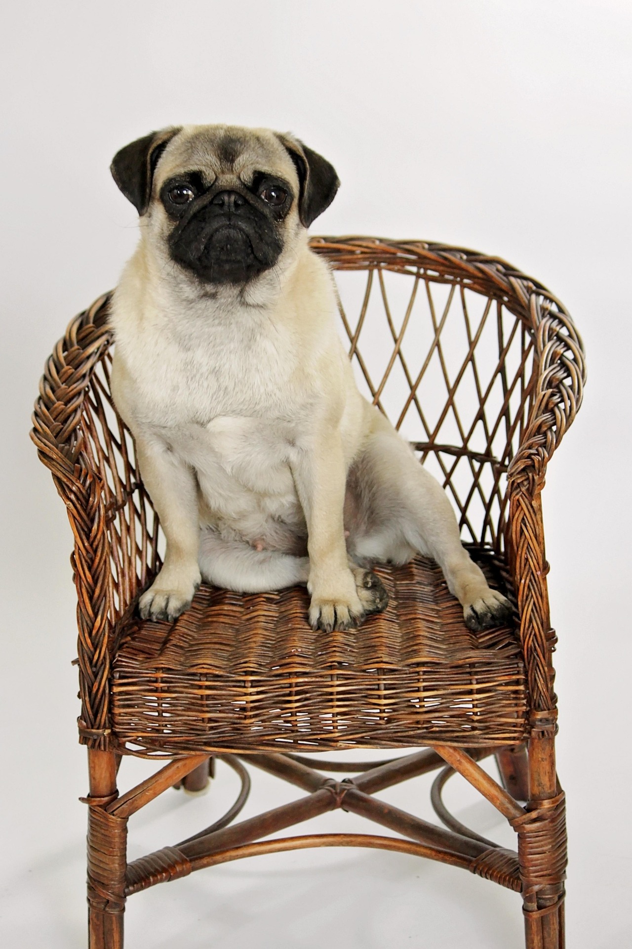 Common Pug Training Mistakes and How to Avoid Them 10