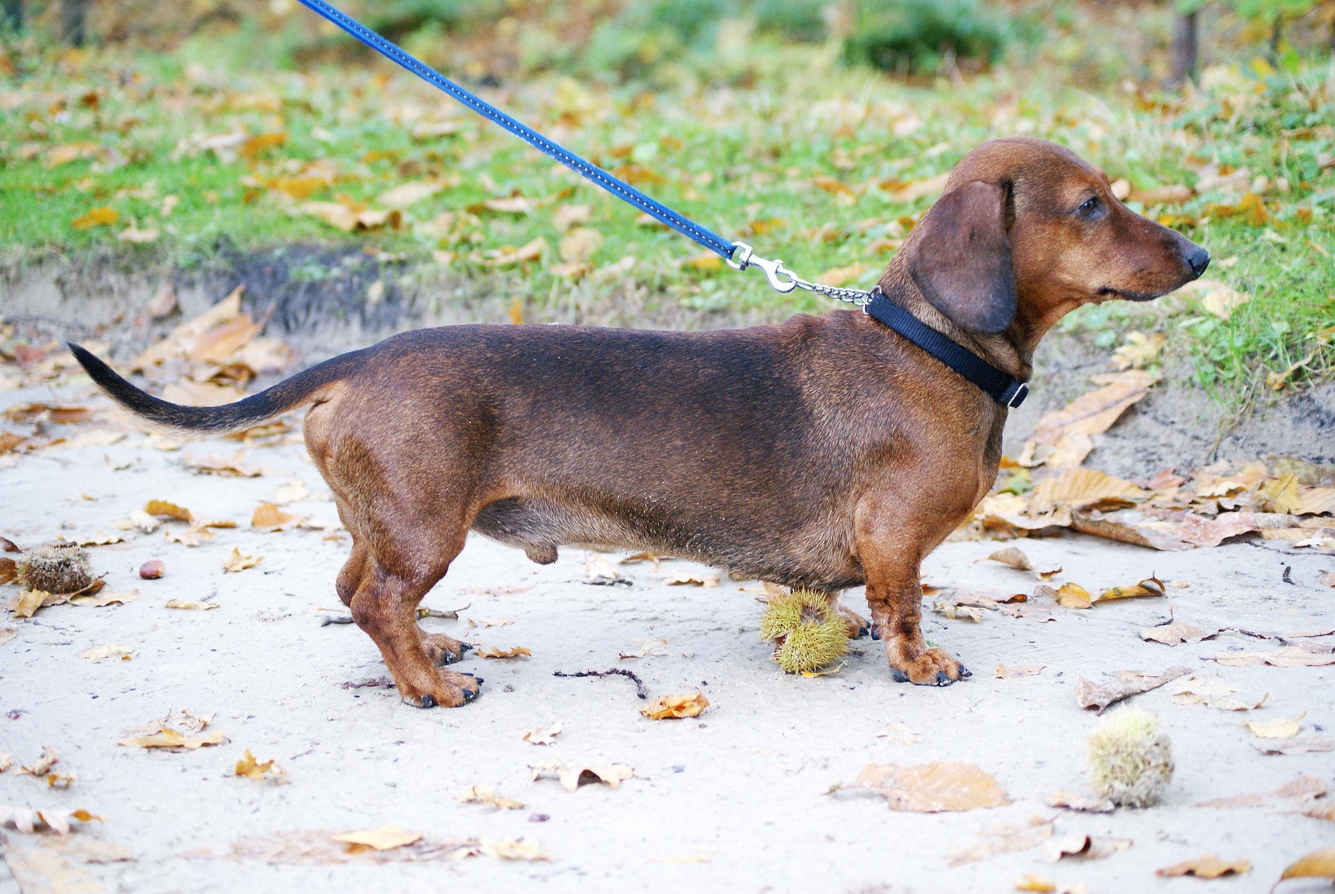 Dachshund Puppies vs Adults: What to Expect 10