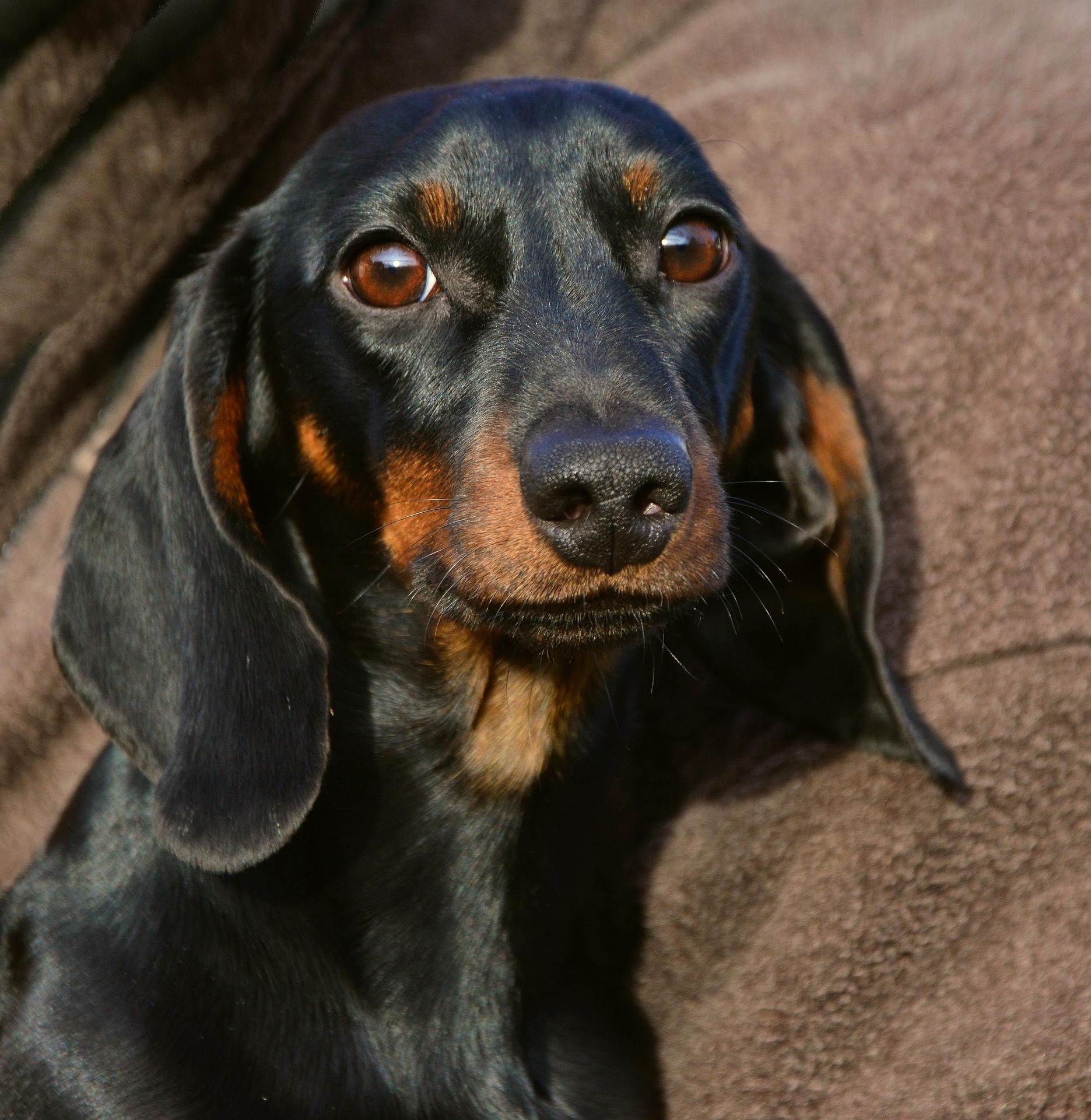 Famous Dachshunds in History and Pop Culture 9