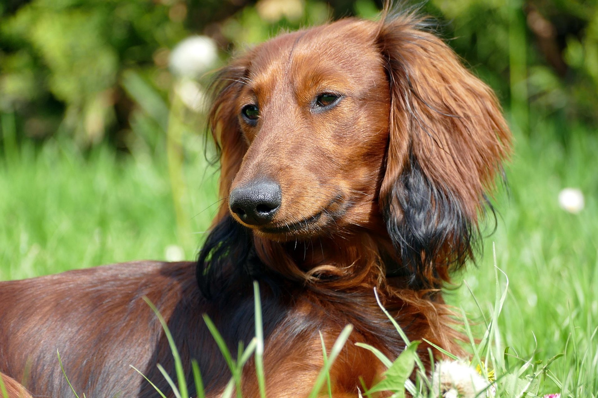 Dachshund Puppies vs Adults: What to Expect 11