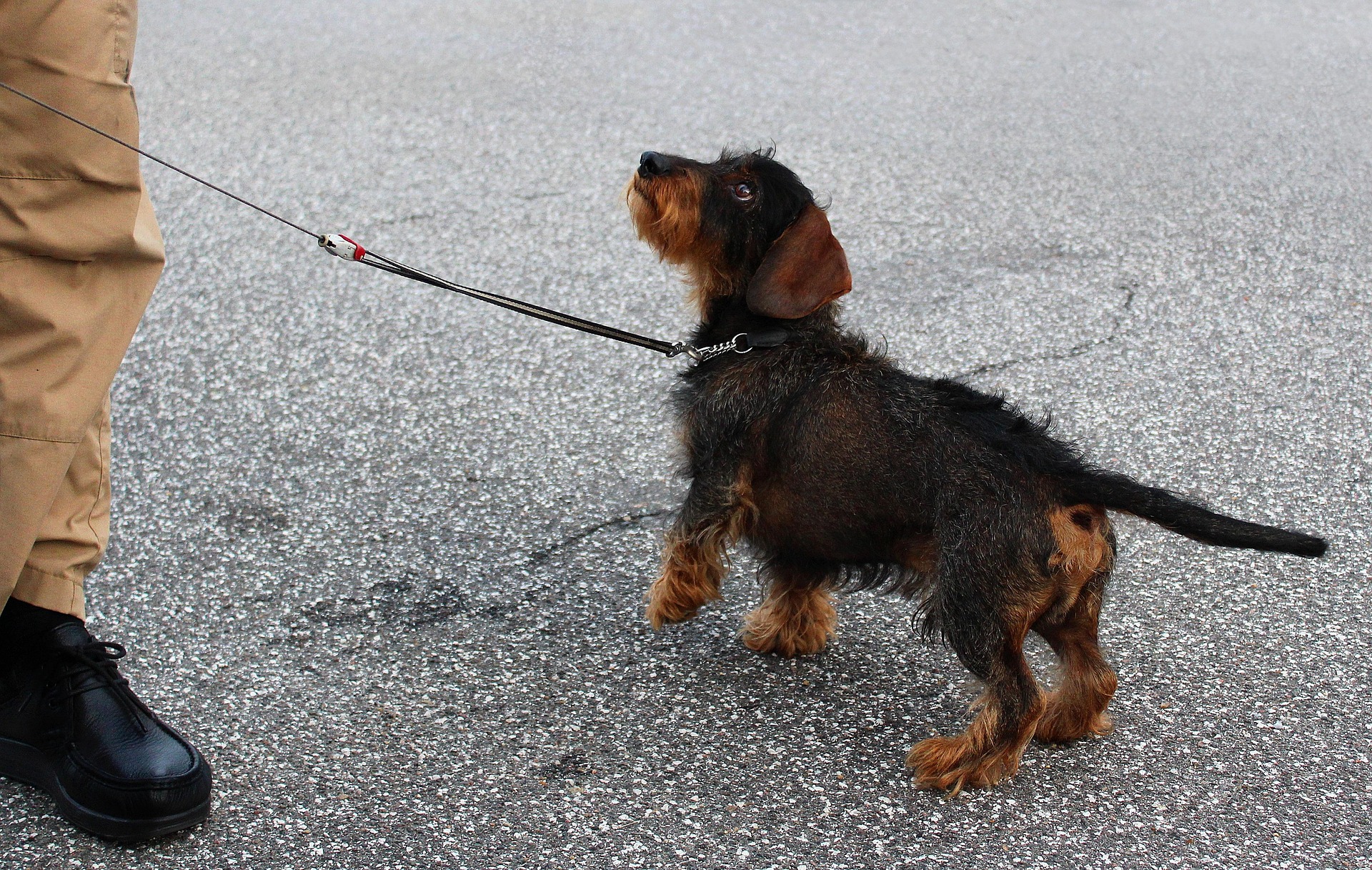 Training Tips for Your Stubborn but Lovable Dachshund 10