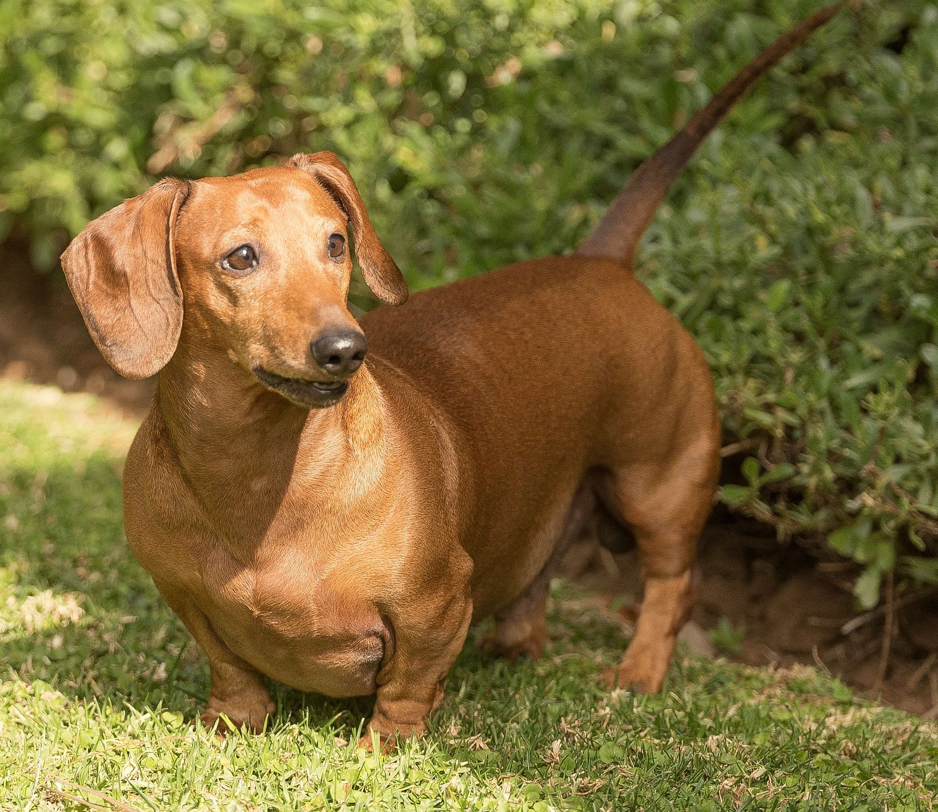 Famous Dachshunds in History and Pop Culture 11