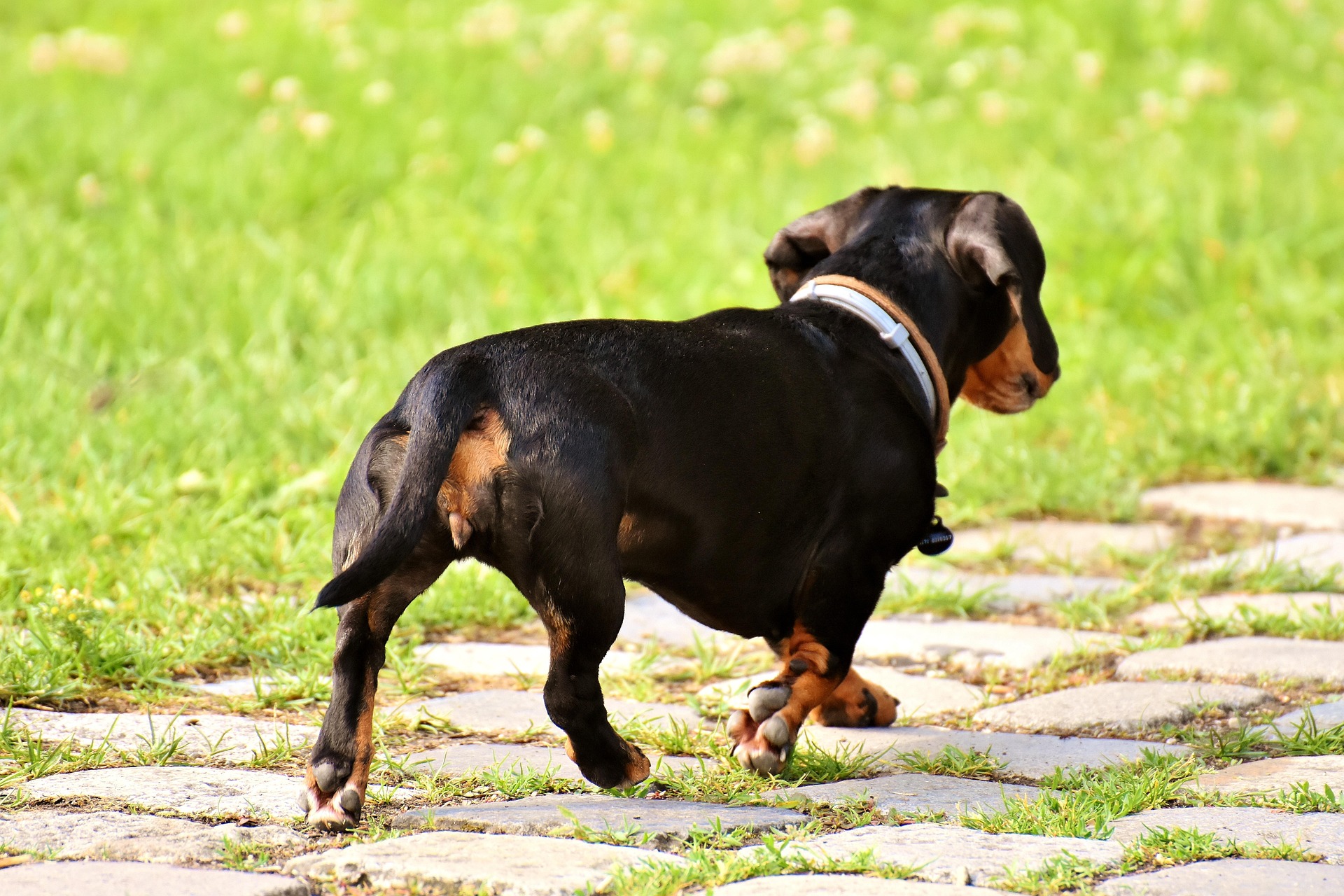 The History of Dachshunds: From Hunting Dogs to Family Favorites 50