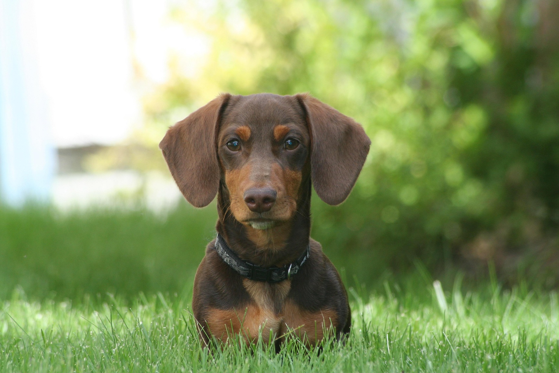10 Surprising Facts About Dachshunds You Never Knew 10 10 Surprising Facts About Dachshunds You Never Knew 10