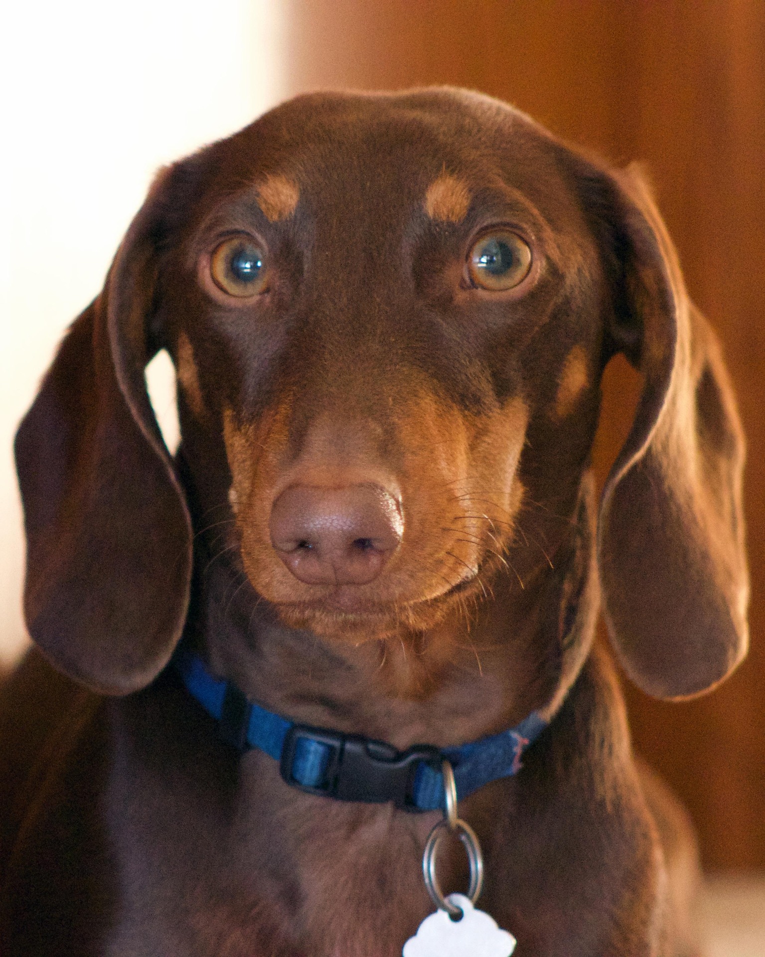 The History of Dachshunds: From Hunting Dogs to Family Favorites 10 The History of Dachshunds: From Hunting Dogs to Family Favorites 10