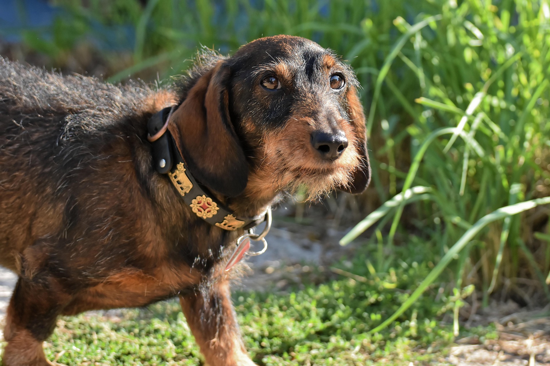 The History of Dachshunds: From Hunting Dogs to Family Favorites 11 The History of Dachshunds: From Hunting Dogs to Family Favorites 11