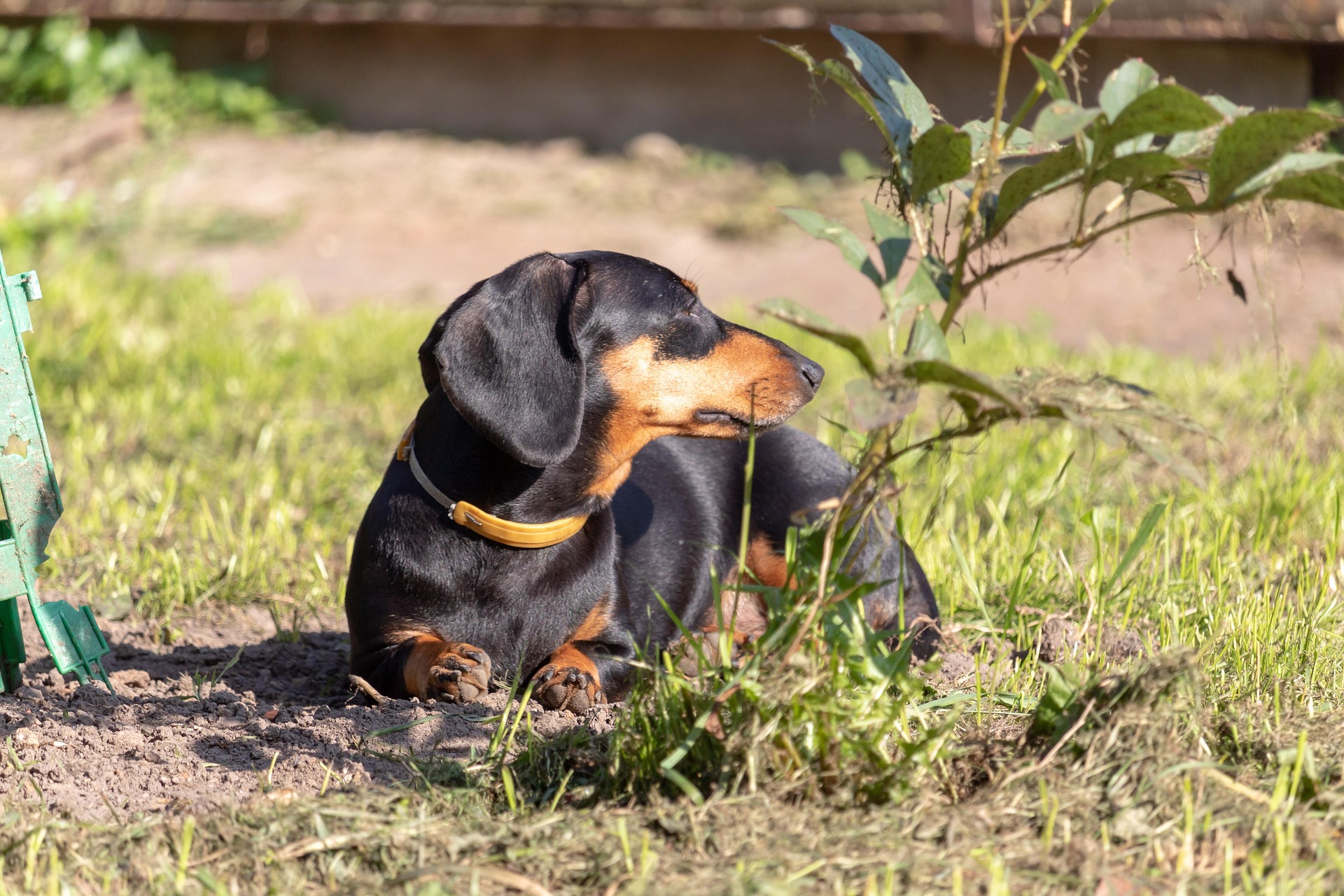 Mental Stimulation Ideas for Your Clever Dachshund (Ultimate Guide) 9 Mental Stimulation Ideas for Your Clever Dachshund (Ultimate Guide) 9