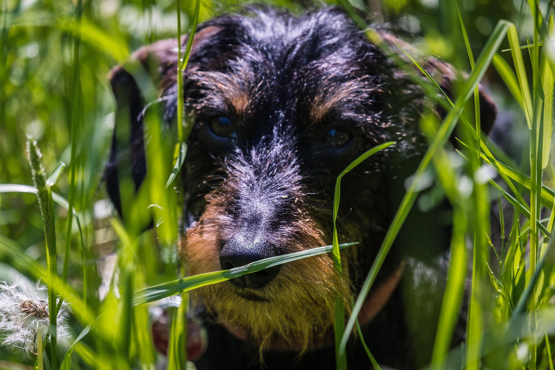 Mental Stimulation Ideas for Your Clever Dachshund (Ultimate Guide) 10 Mental Stimulation Ideas for Your Clever Dachshund (Ultimate Guide) 10