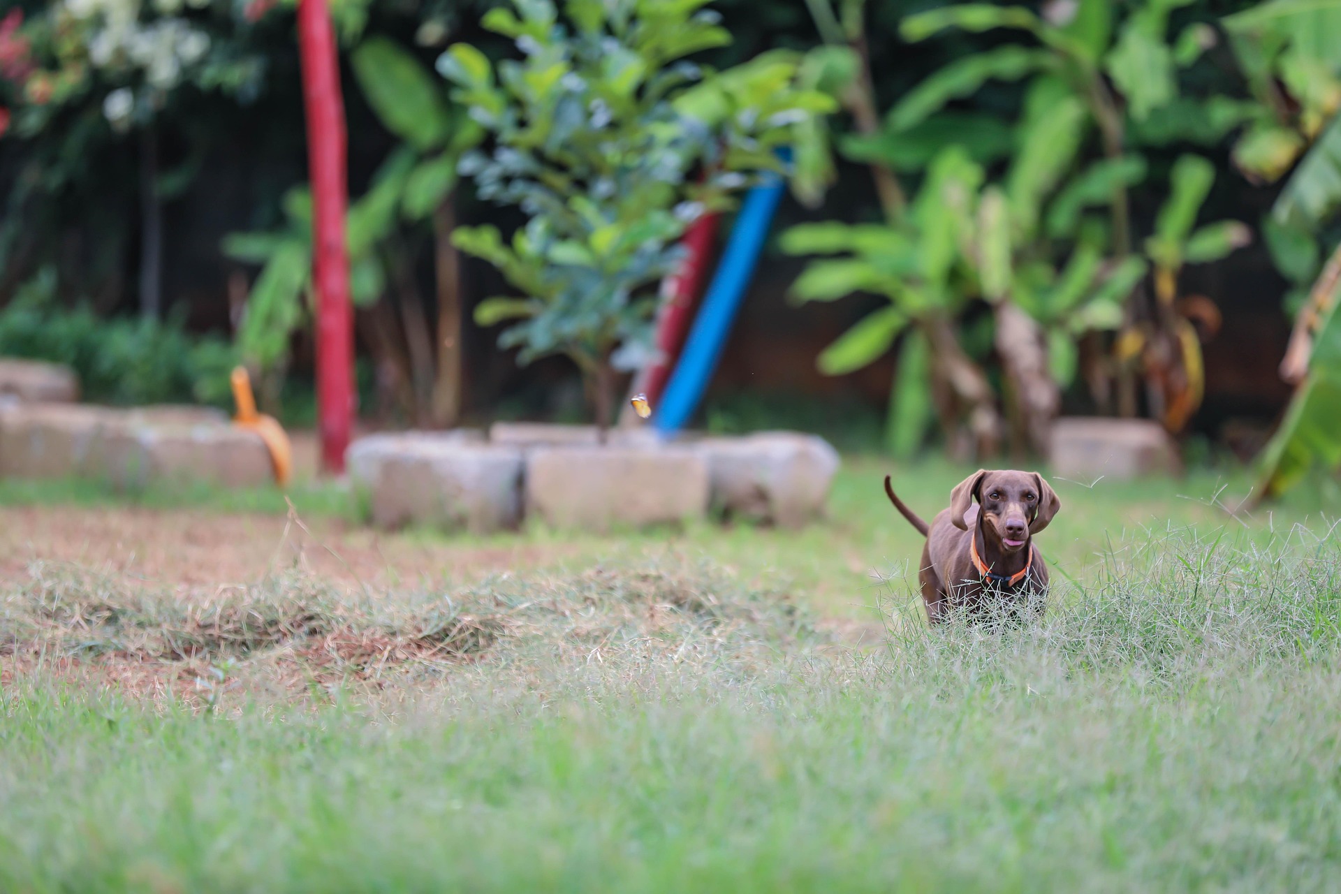 Grooming Tips to Keep Your Dachshund Looking Adorable 9 Grooming Tips to Keep Your Dachshund Looking Adorable 9