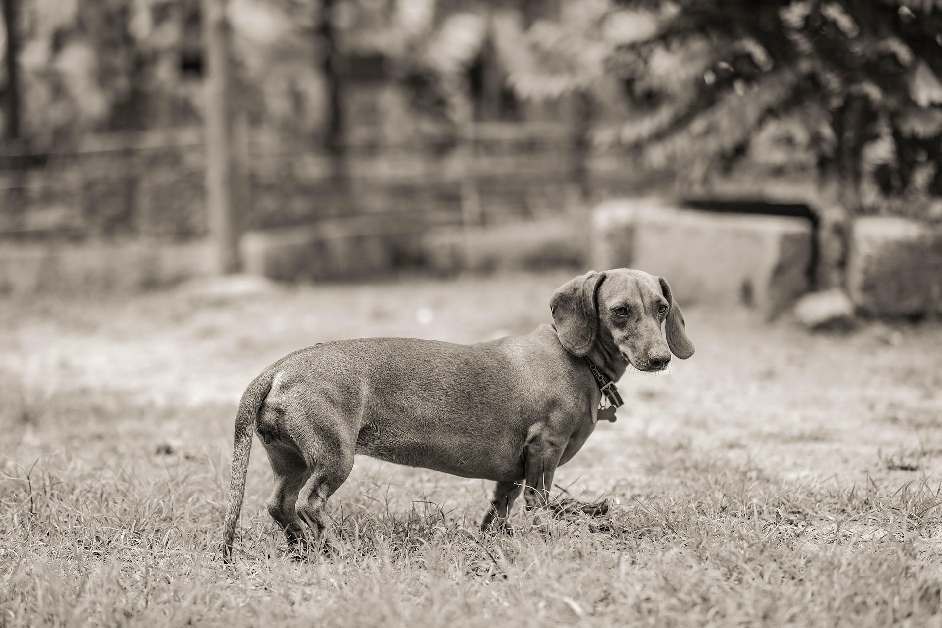 Grooming Tips to Keep Your Dachshund Looking Adorable 10 Grooming Tips to Keep Your Dachshund Looking Adorable 10
