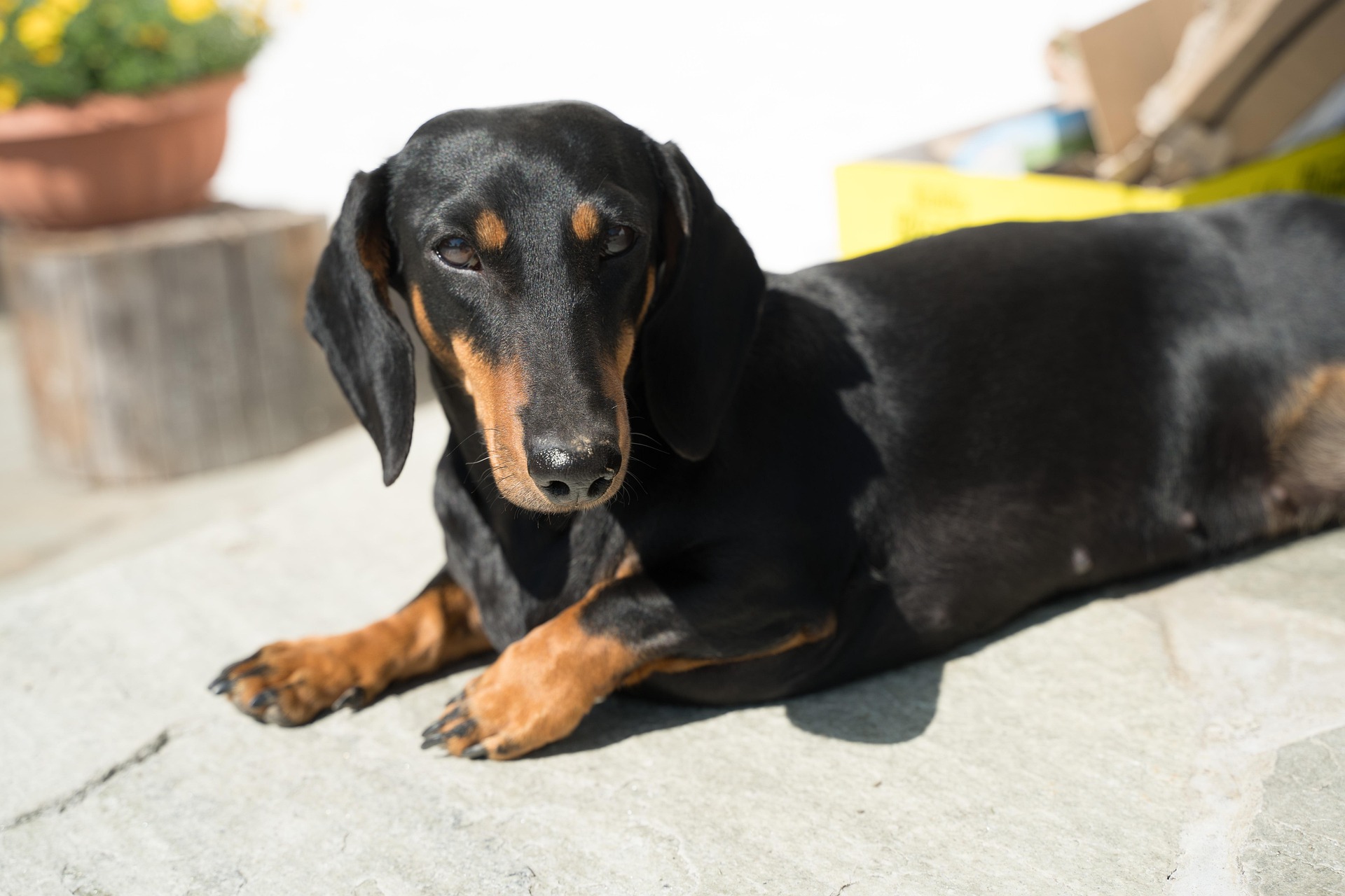 7 Common Health Issues in Dachshunds — And How to Prevent Them 11 7 Common Health Issues in Dachshunds — And How to Prevent Them 11