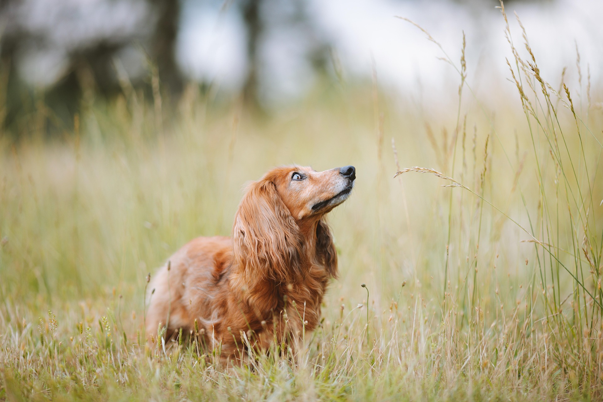 How to Keep Your Dachshund Active and Healthy 9 How to Keep Your Dachshund Active and Healthy 9