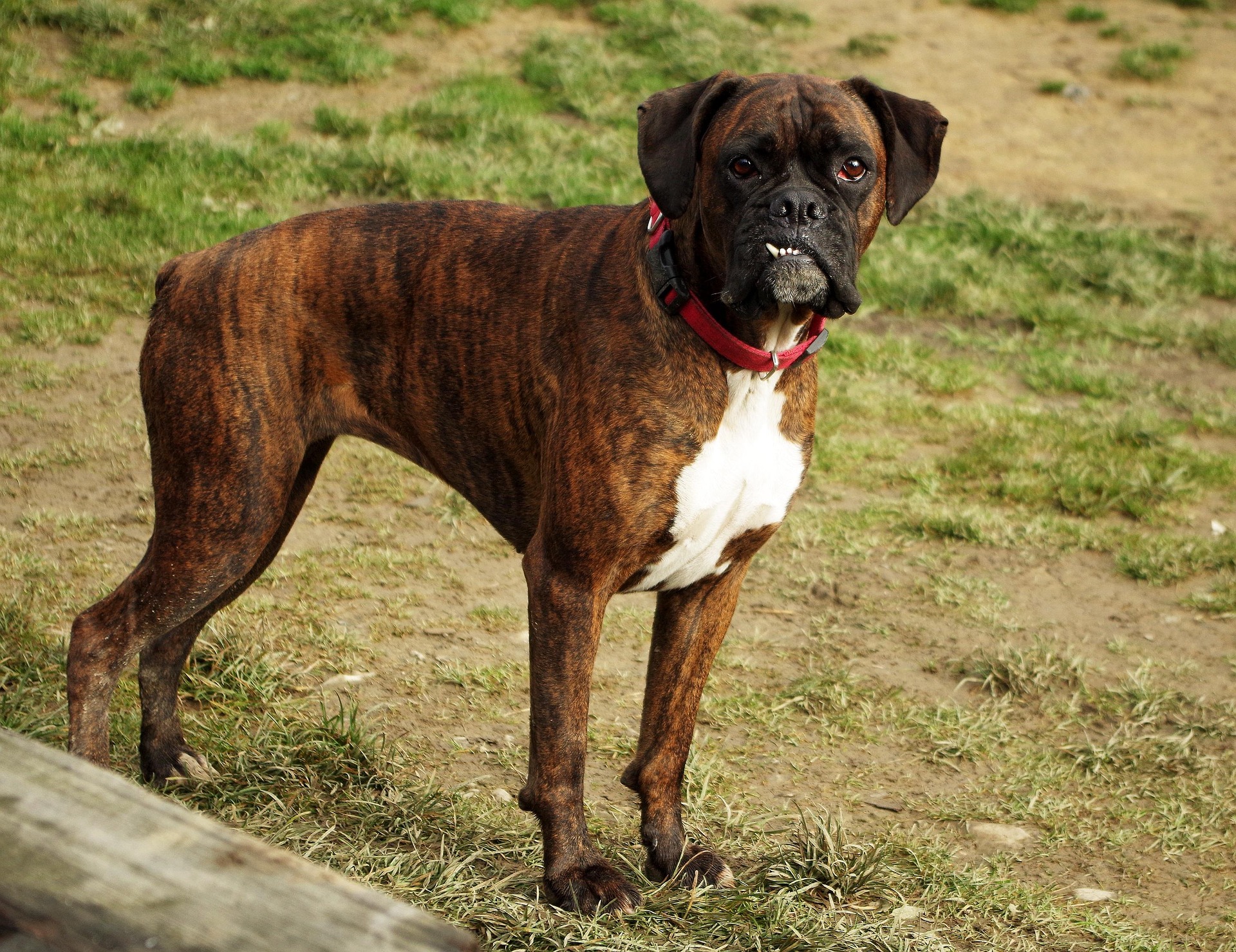 Boxer Dogs and Socialization: Tips for a Friendly Pup 9