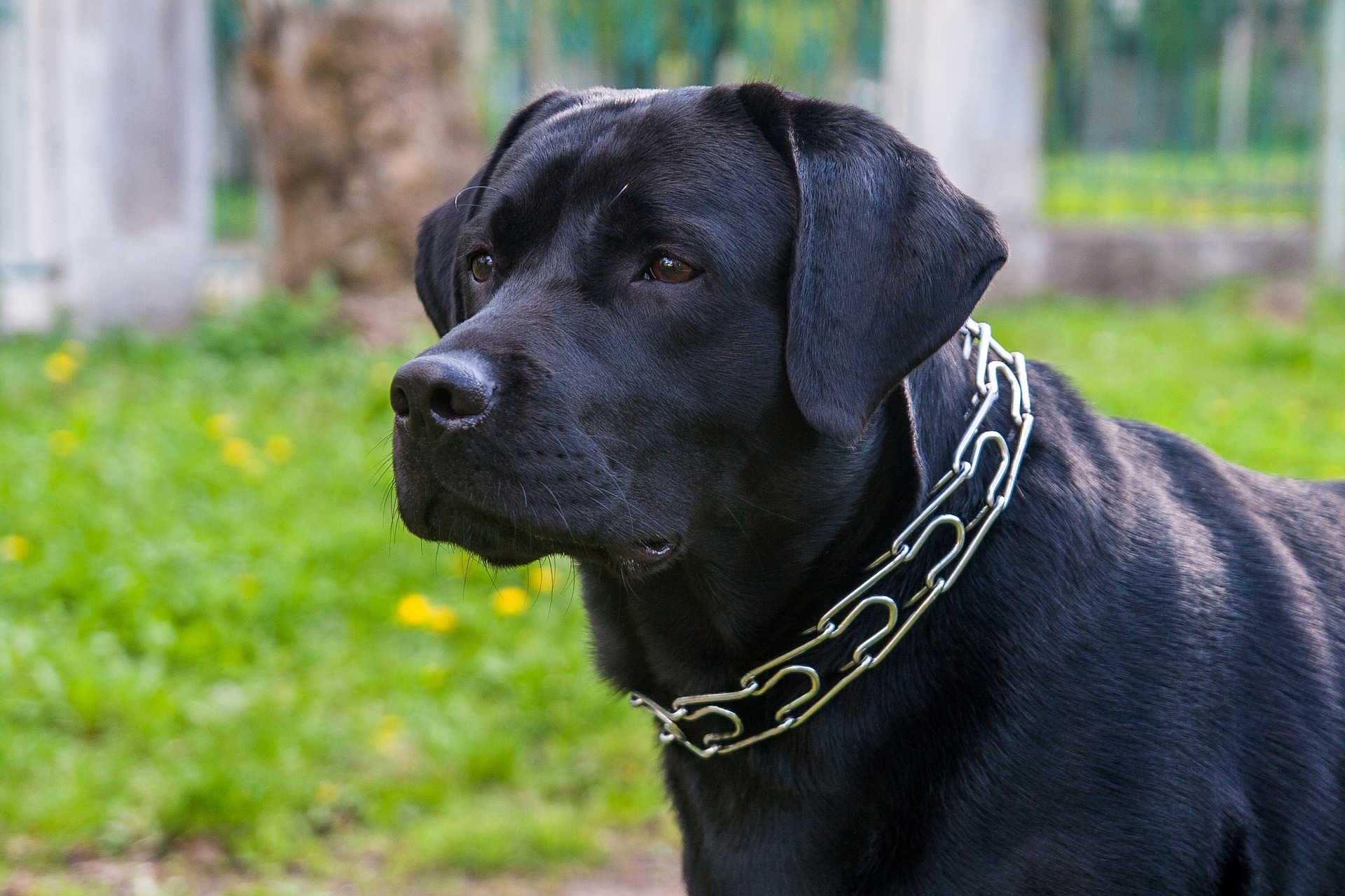 Are Labrador Retrievers Good With Children and Other Pets? The Honest, In-Depth Guide 11 Are Labrador Retrievers Good With Children and Other Pets? The Honest, In-Depth Guide 11