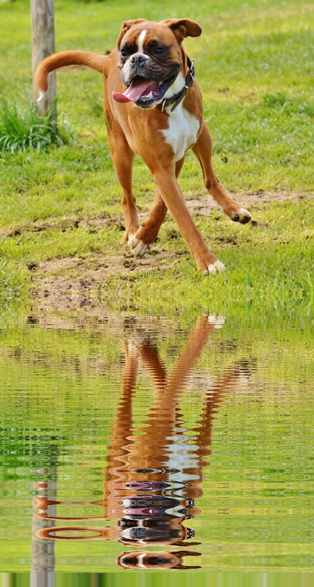 Boxer Dogs and Socialization: Tips for a Friendly Pup 10