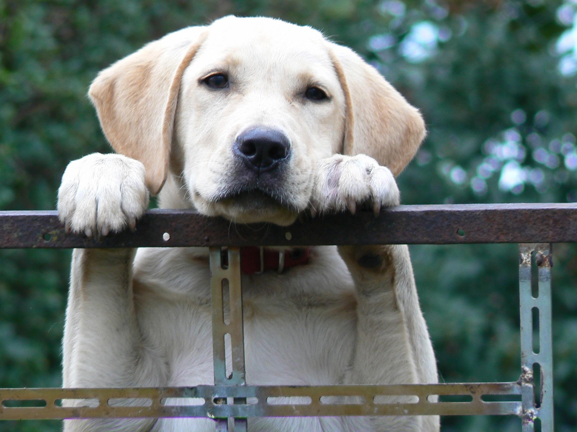 Why Labrador Retrievers Are Easy (and Sometimes Hard) to Train 10