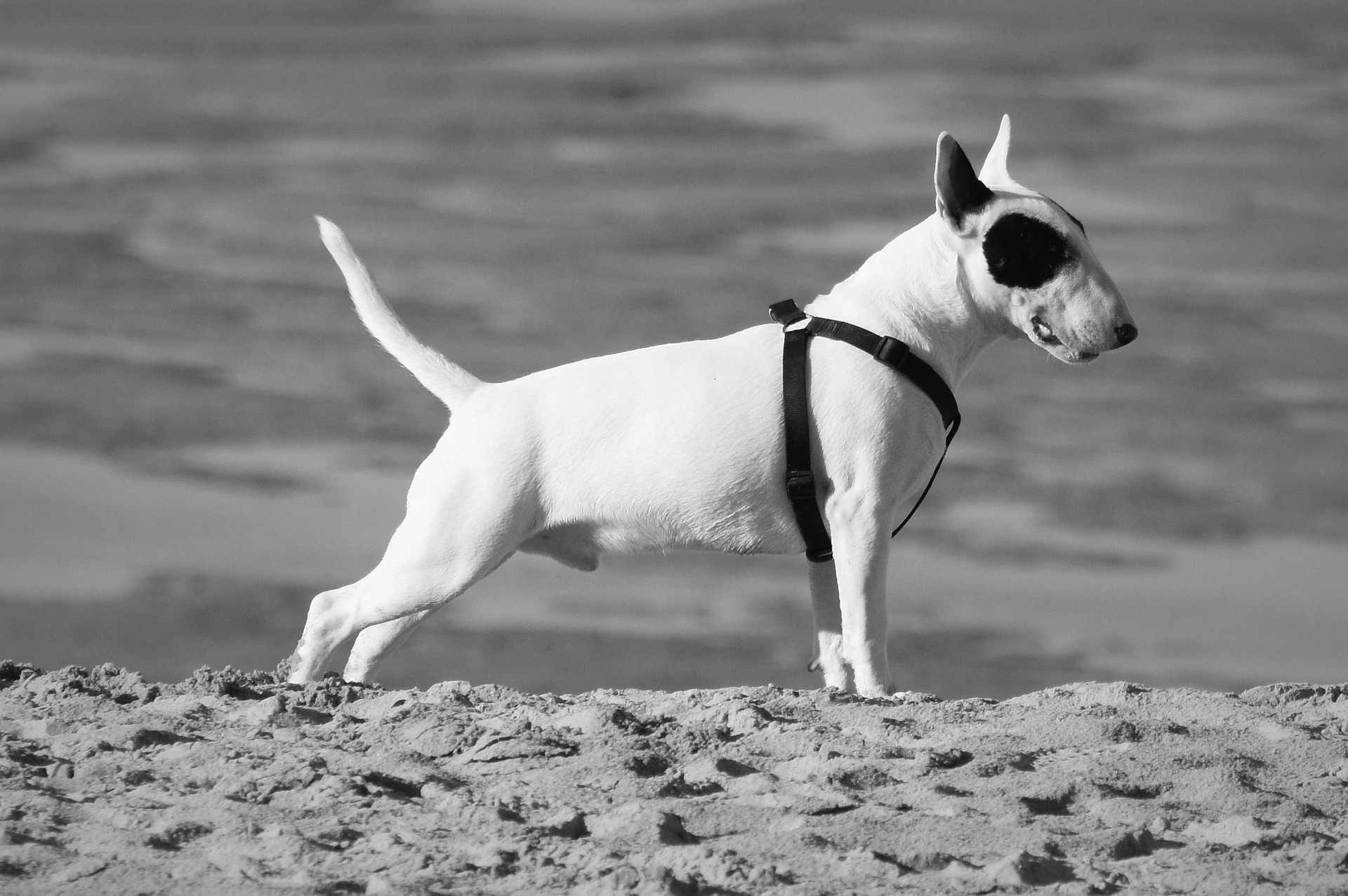 The Evolution of English Bull Terriers: From Fighters to Friends 11 The Evolution of English Bull Terriers: From Fighters to Friends 11