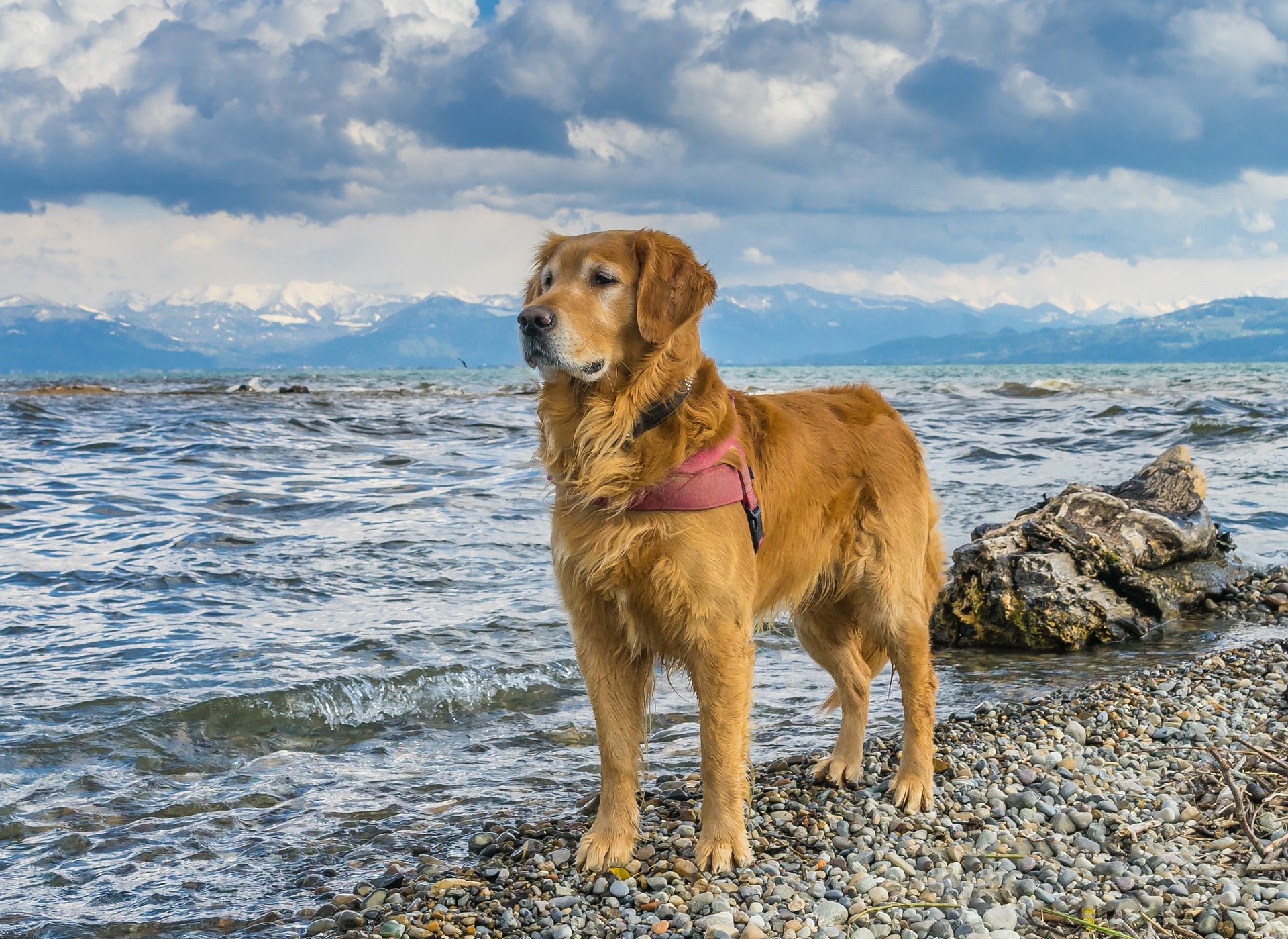 Golden Retriever Temperament Explained: Friendly, Loyal, and Smart 64