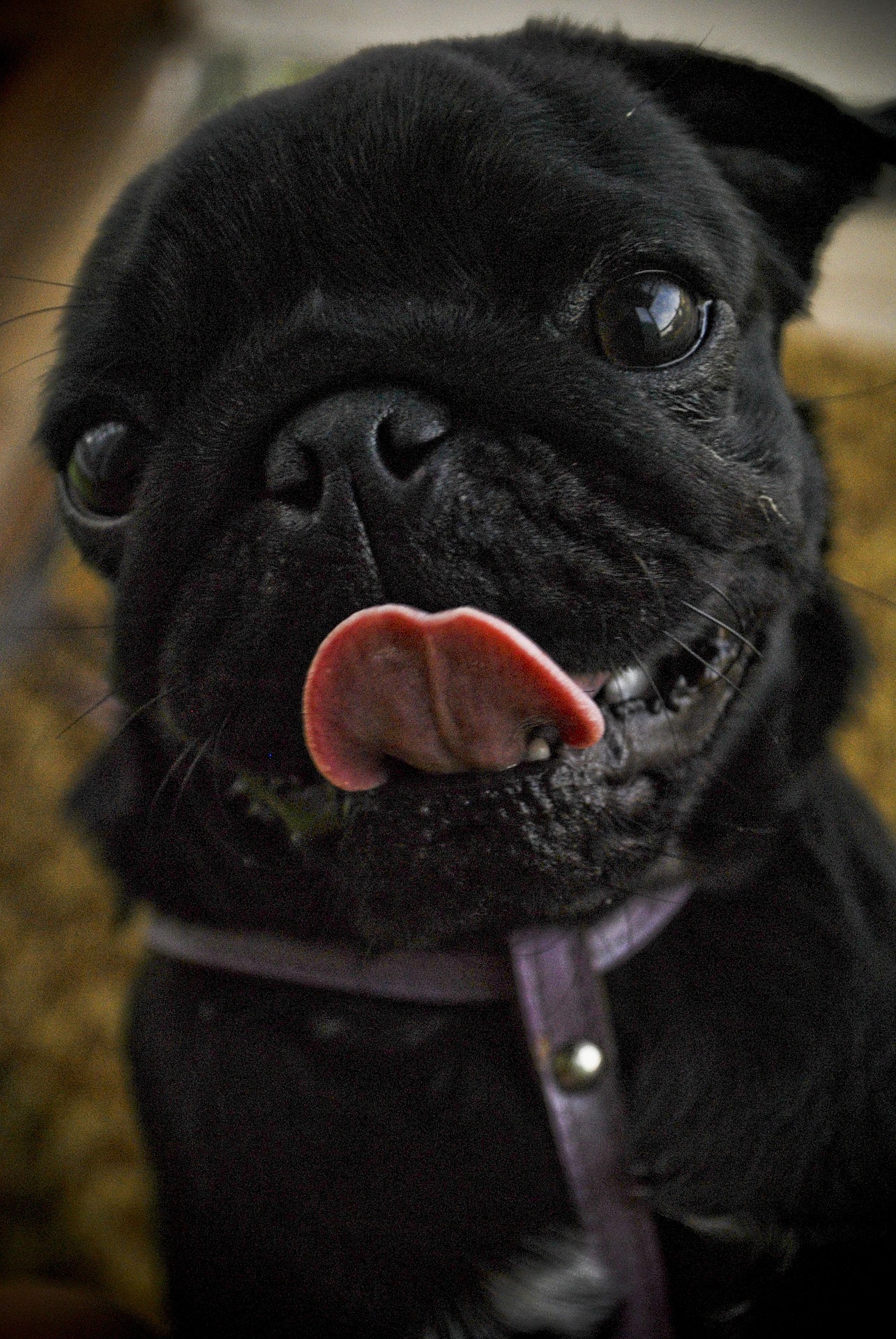 The Ultimate Pug Care Checklist for New Owners 10