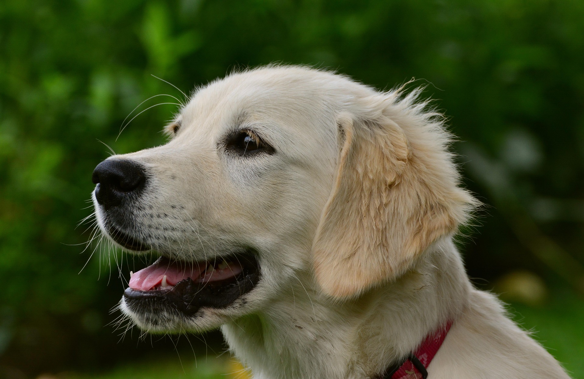 Golden Retriever Body Language: What Your Dog Is Trying to Tell You 11
