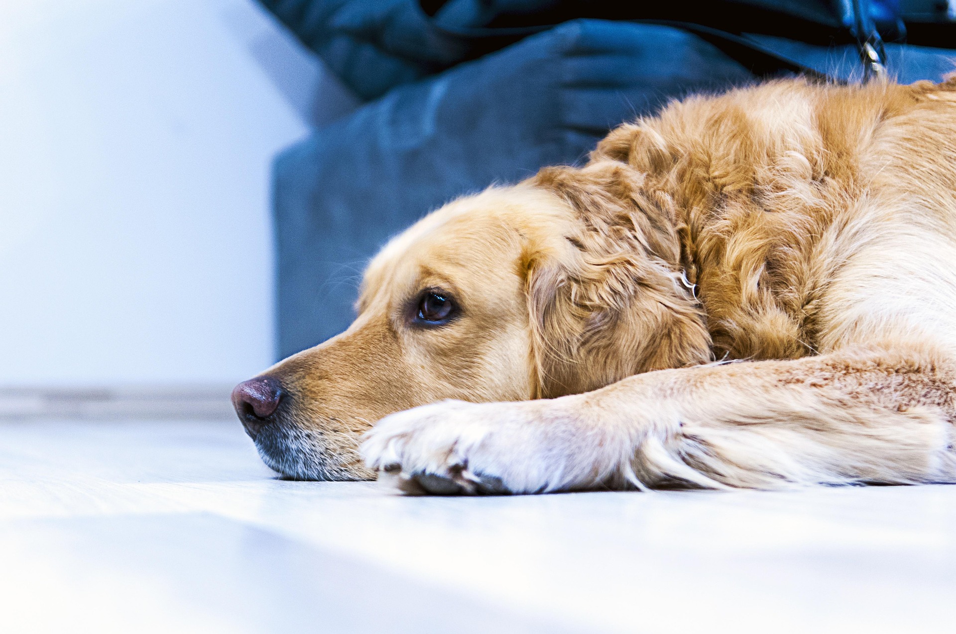 Do Golden Retrievers Bark a Lot? What Owners Should Expect 10