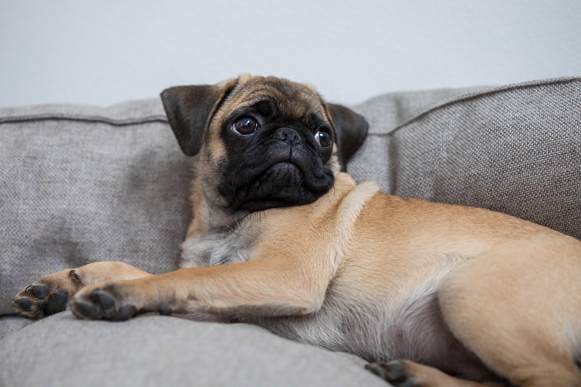 10 Things You Must Know Before Adopting a Pug — Complete Guide for Future Owners 11