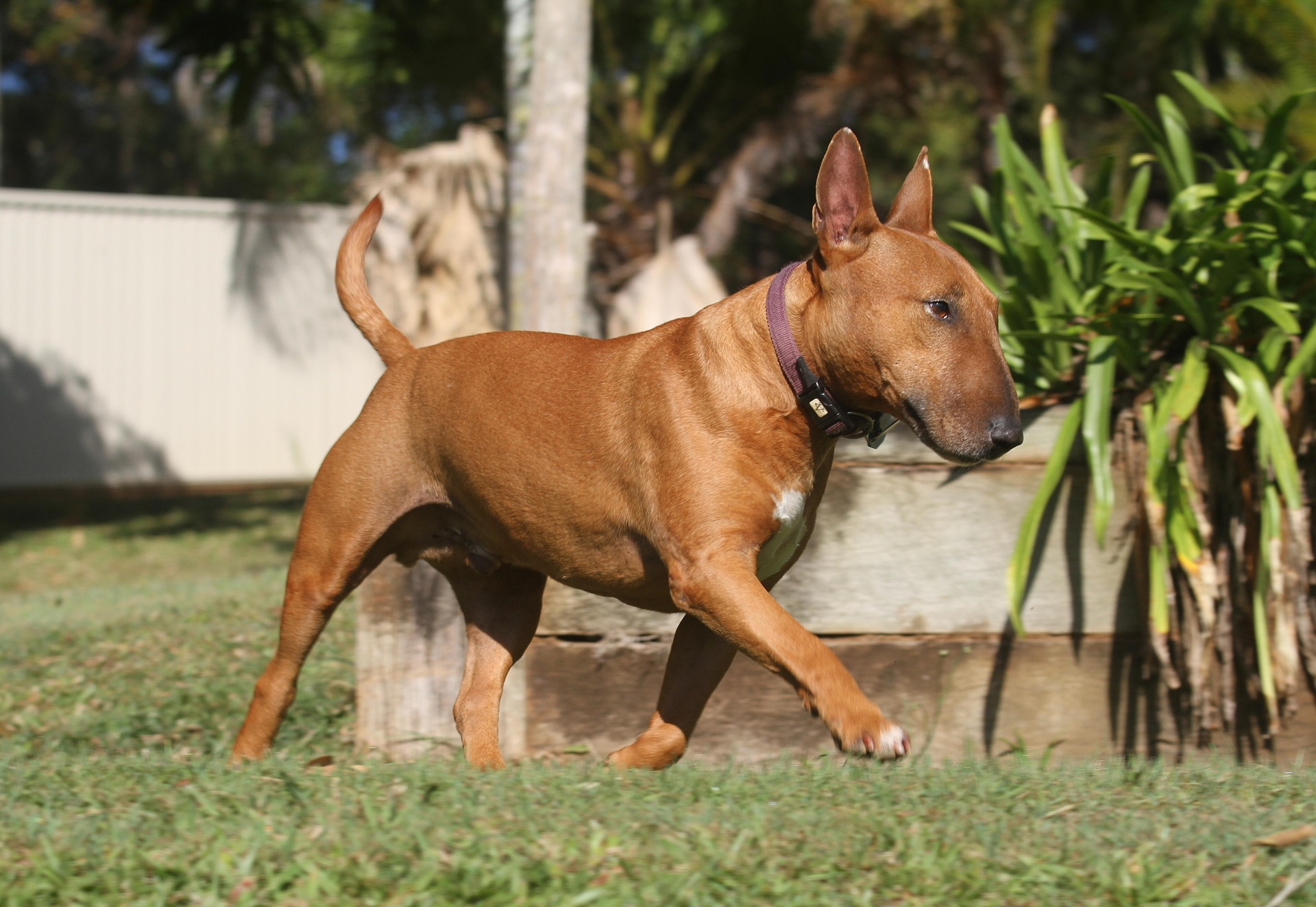 How to Spot Signs of Stress in Your English Bull Terrier: A Comprehensive Guide 11 How to Spot Signs of Stress in Your English Bull Terrier: A Comprehensive Guide 11