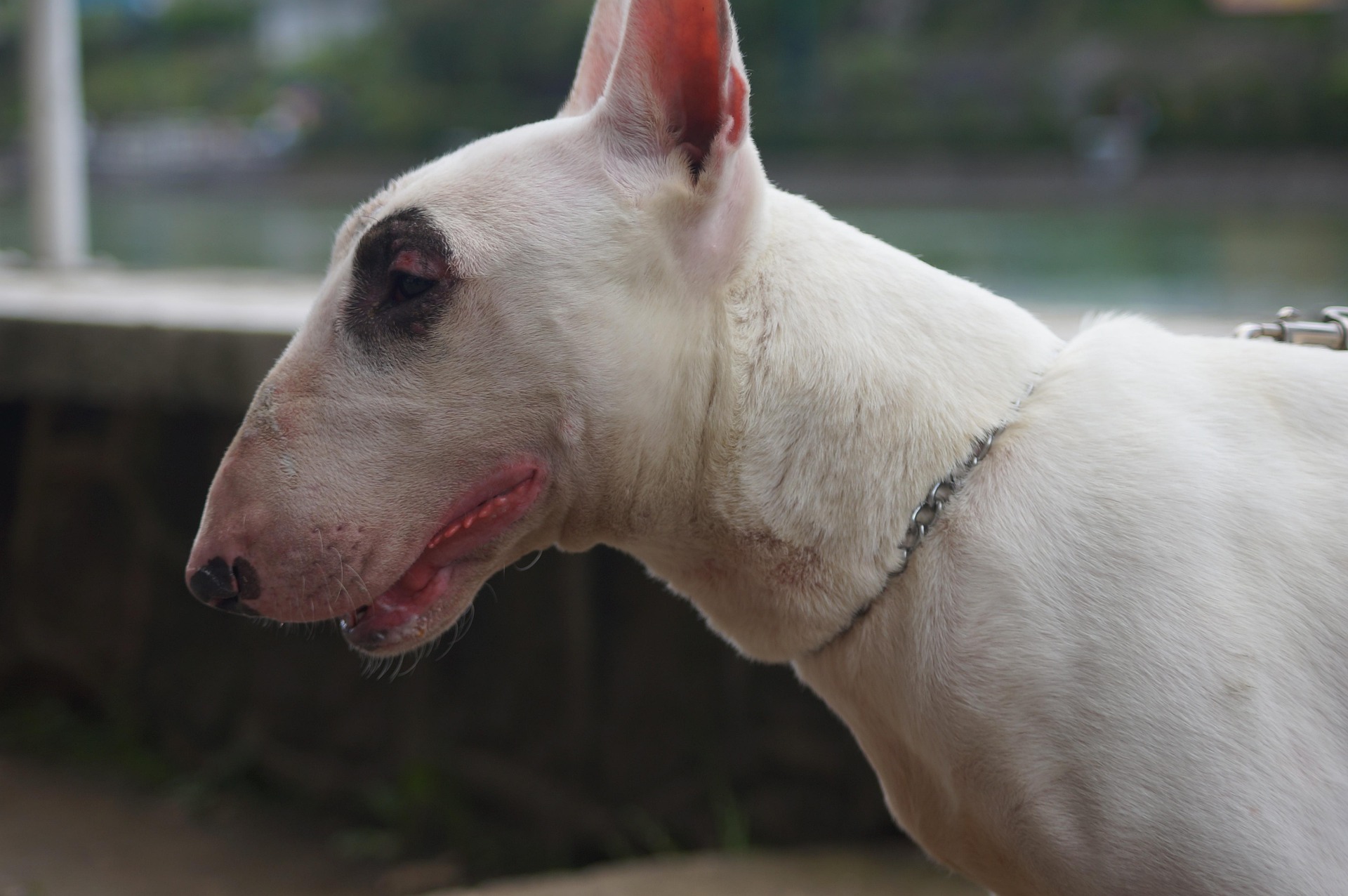 How to Keep Your English Bull Terrier Active and Happy 11