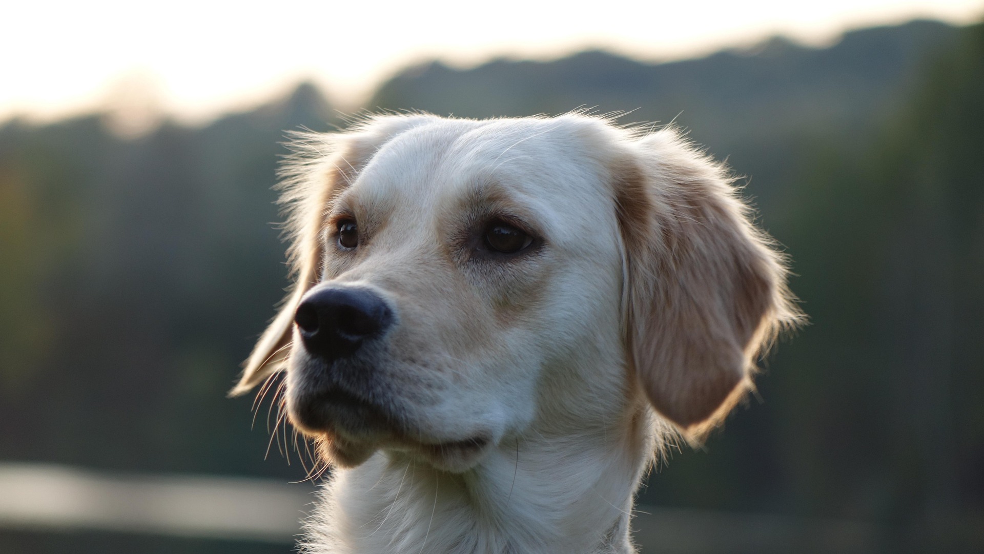 Golden Retriever Temperament Explained: Friendly, Loyal, and Smart 11