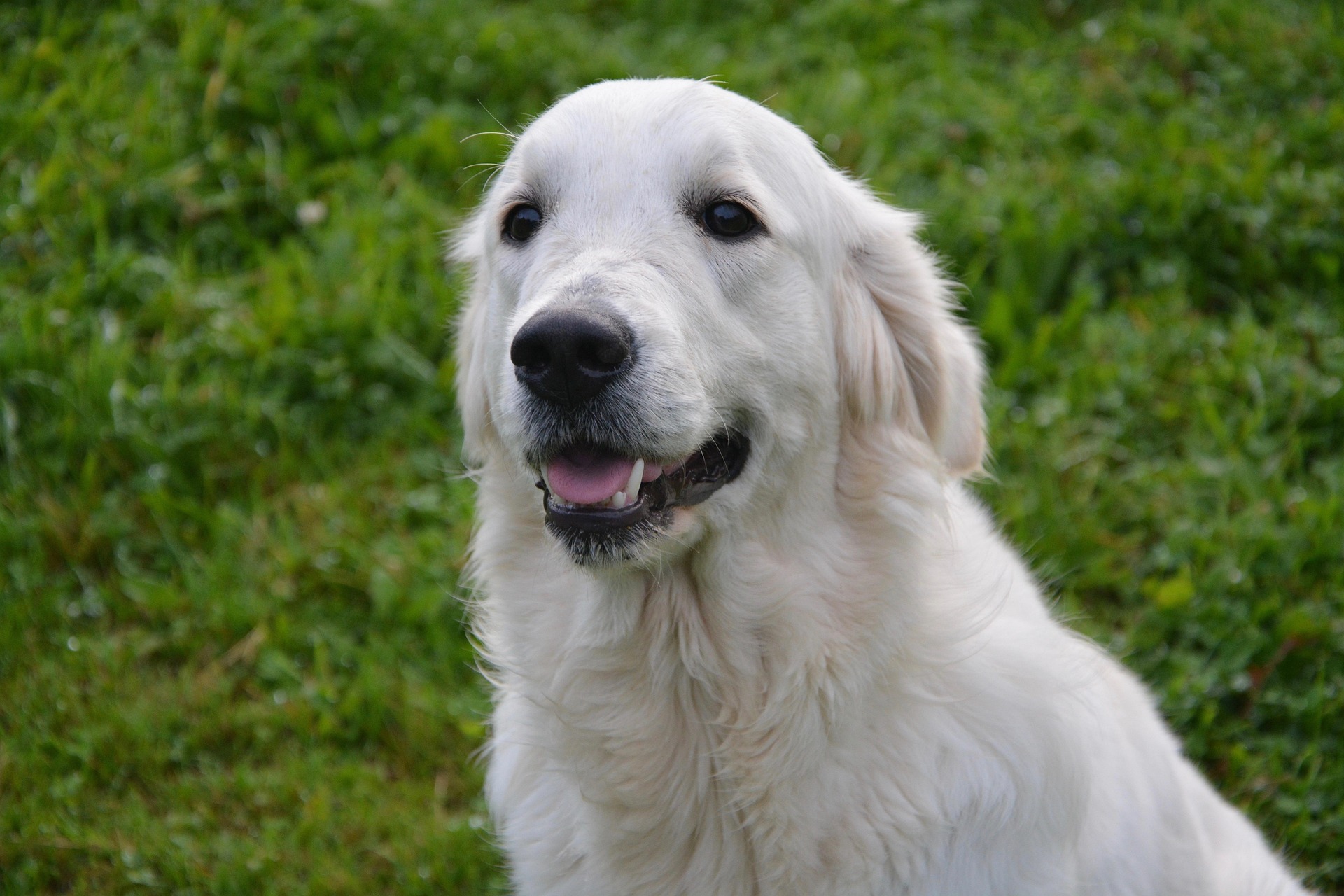 Are Golden Retrievers Good With Children and Other Pets? 11 Are Golden Retrievers Good With Children and Other Pets? 11