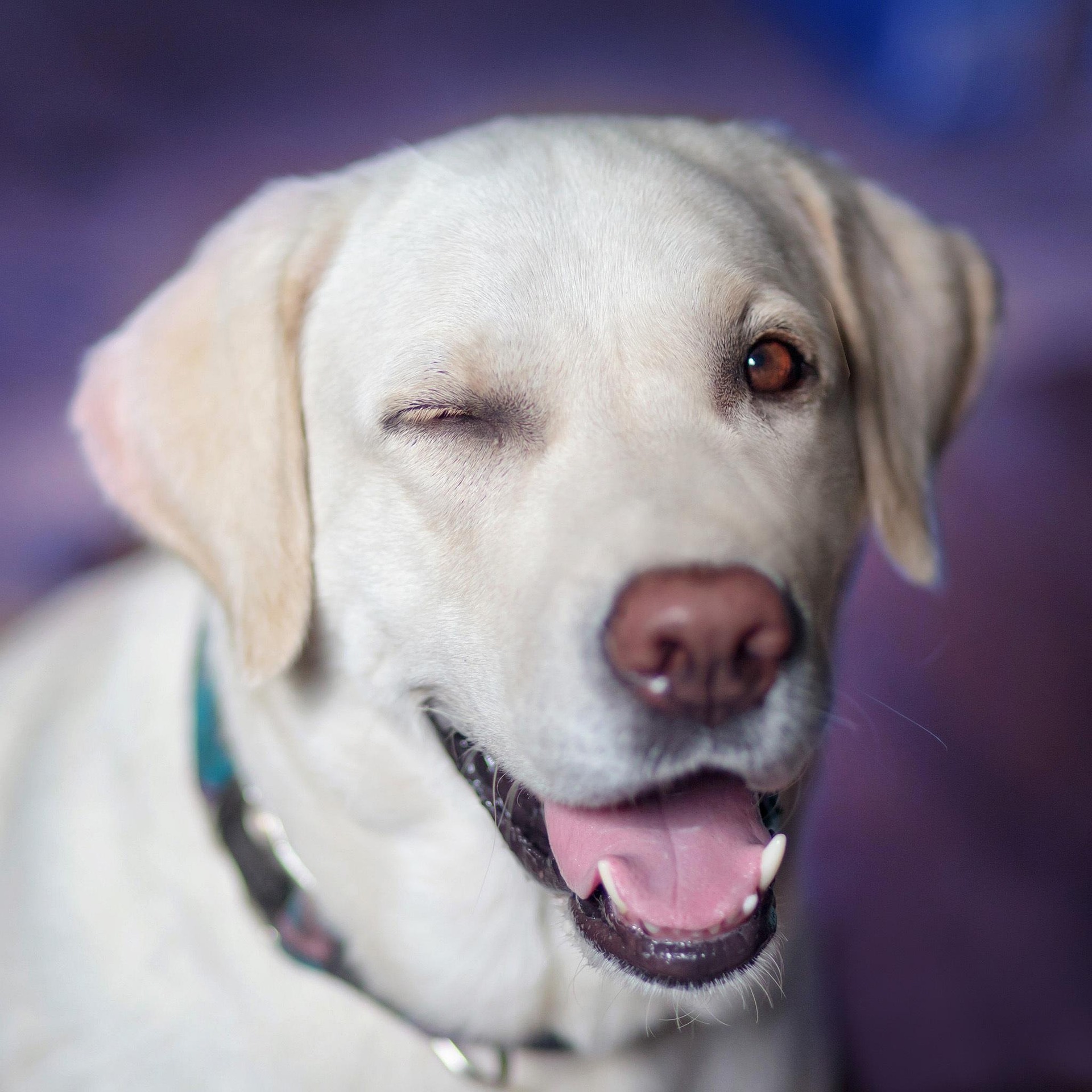Labrador Retriever Body Language: What Your Dog Is Trying to Tell You 11 Labrador Retriever Body Language: What Your Dog Is Trying to Tell You 11