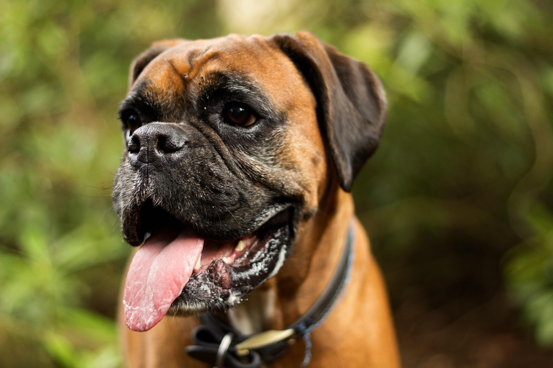 How to Keep Your Boxer Cool in Hot Weather 9 How to Keep Your Boxer Cool in Hot Weather 9