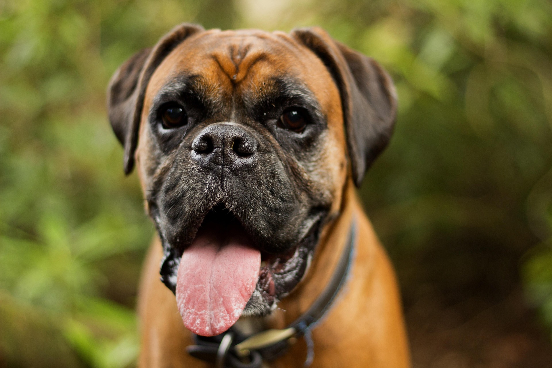How to Train Your Boxer Dog Without Losing Your Mind 9 How to Train Your Boxer Dog Without Losing Your Mind 9