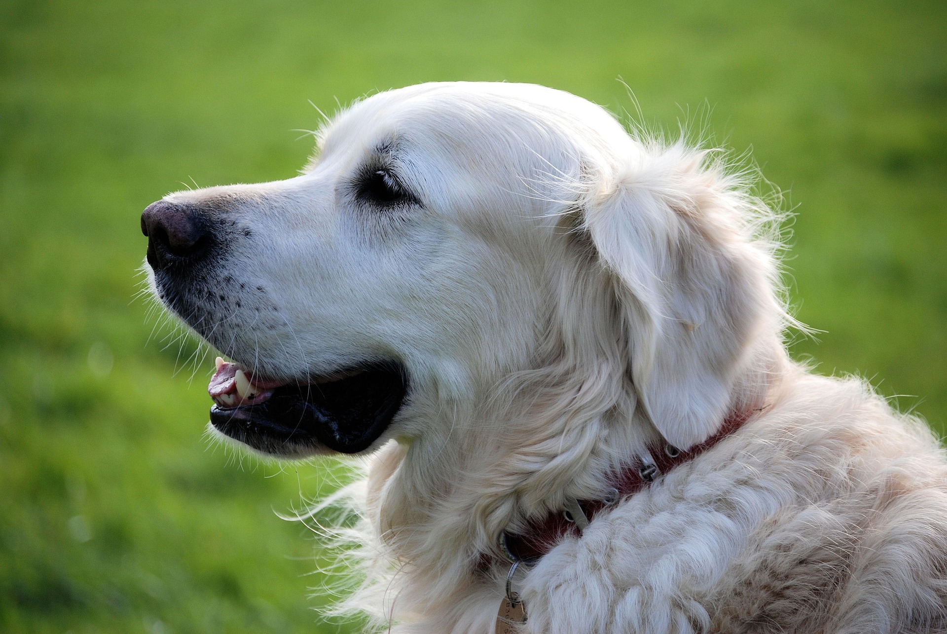 Golden Retriever Body Language: What Your Dog Is Trying to Tell You 10