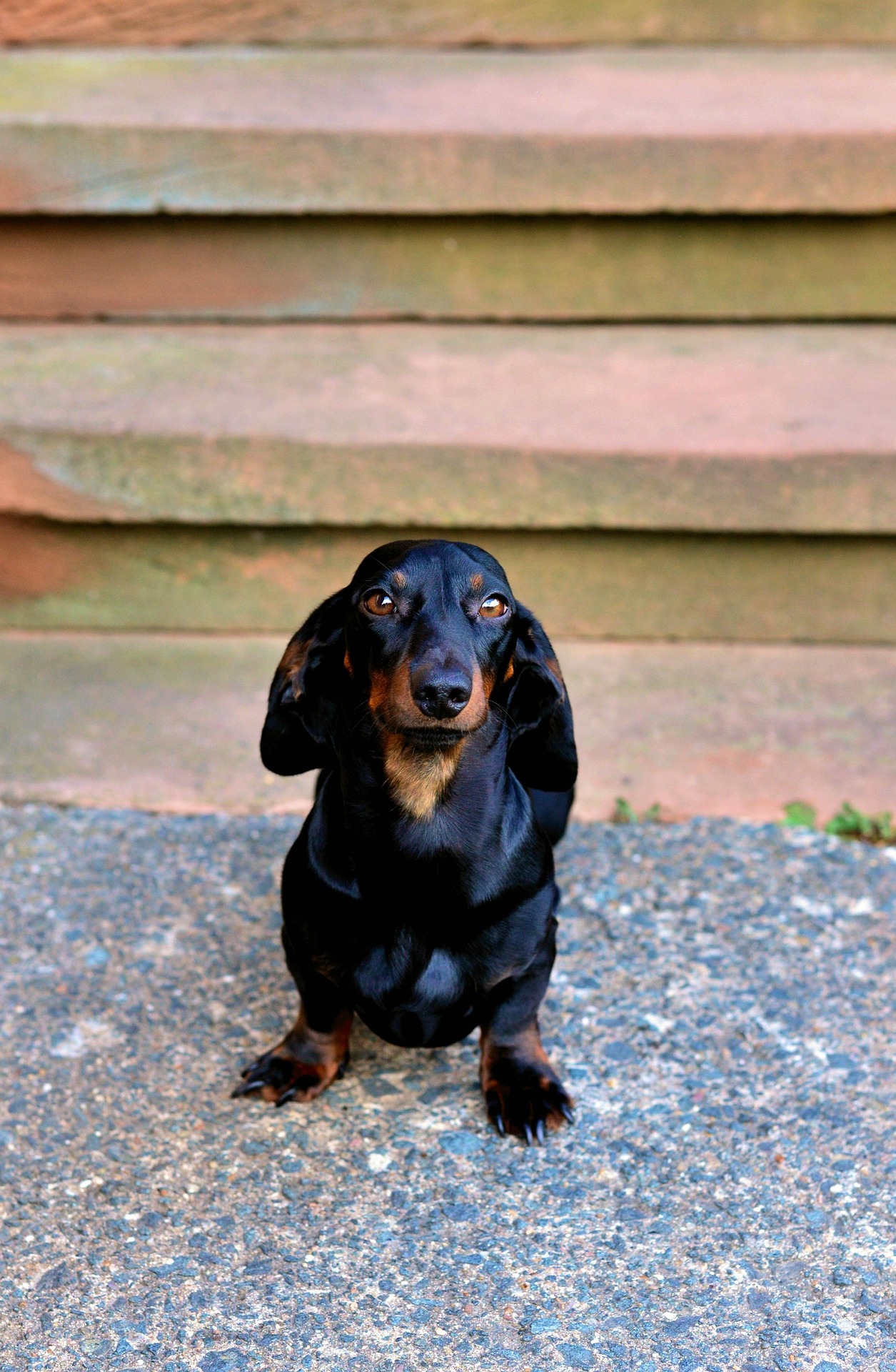 Traveling With Your Dachshund: Tips for a Smooth Trip 10