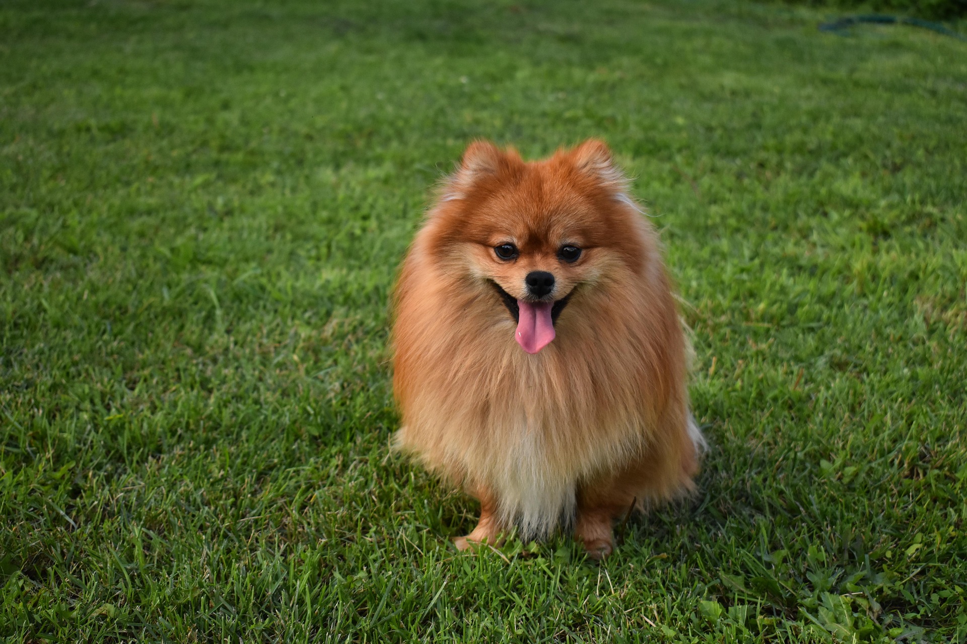 10 Surprising Facts About Pomeranians You Didn’t Know 11