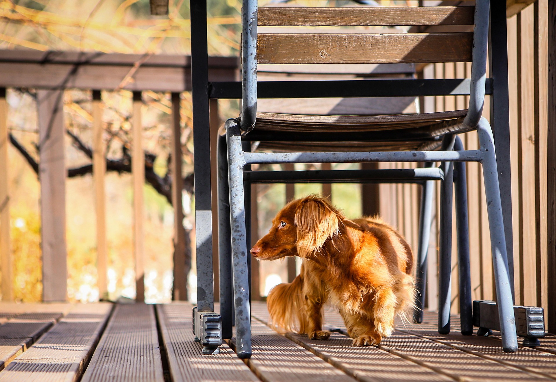 How to Prevent Back Problems in Your Long‑Backed Dachshund 9